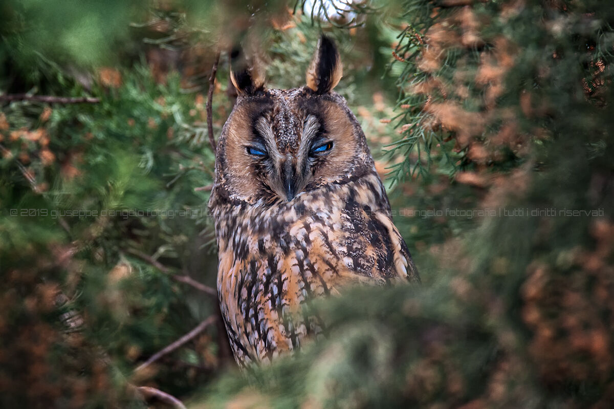 Common Owl, Acerra, March 2018
