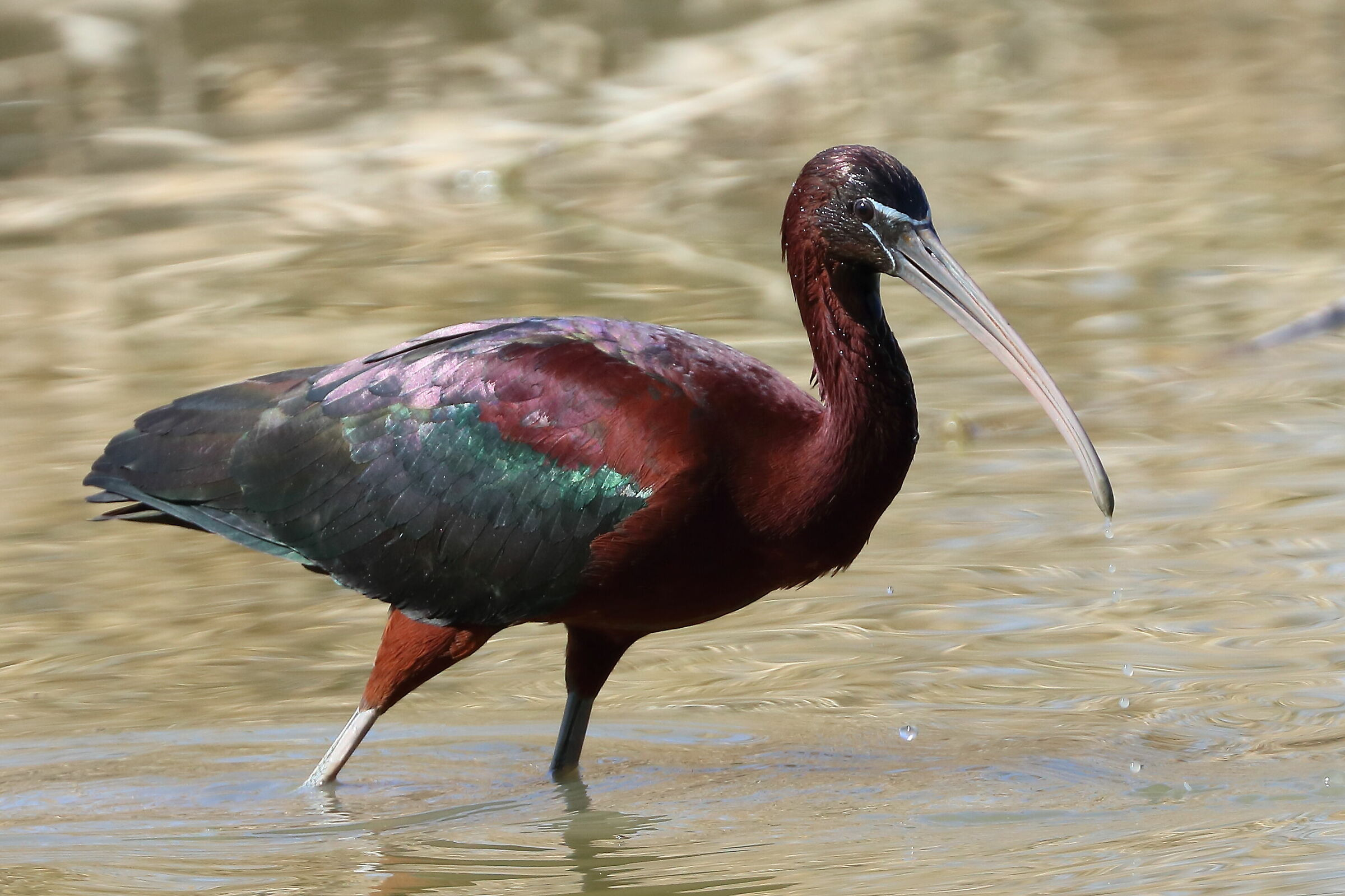 Glossy Ibis