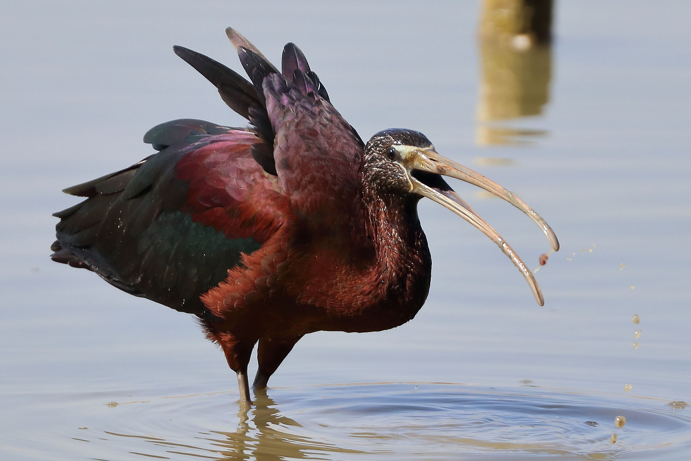 Little Finger with Prey