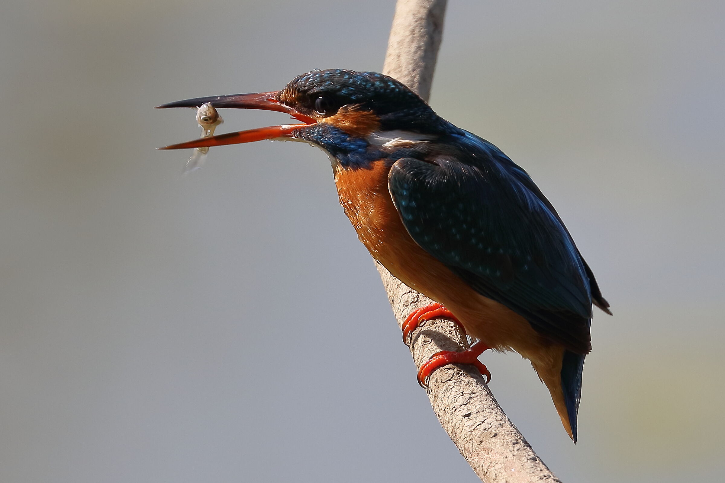 Kingfisher with fish 1
