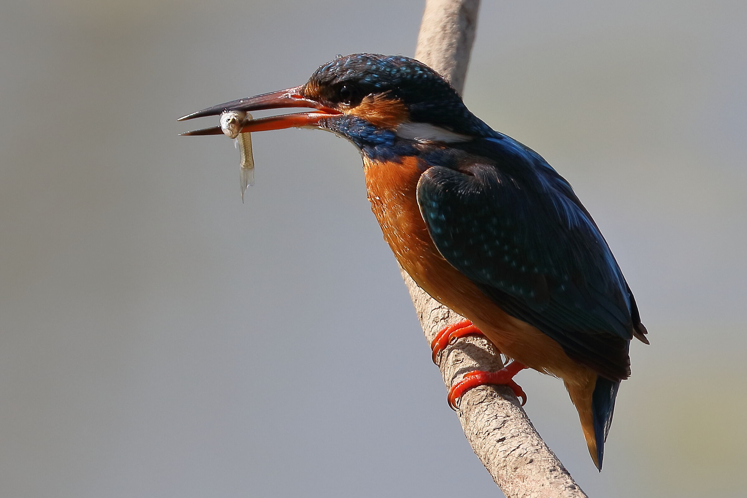 Kingfisher with fish 2