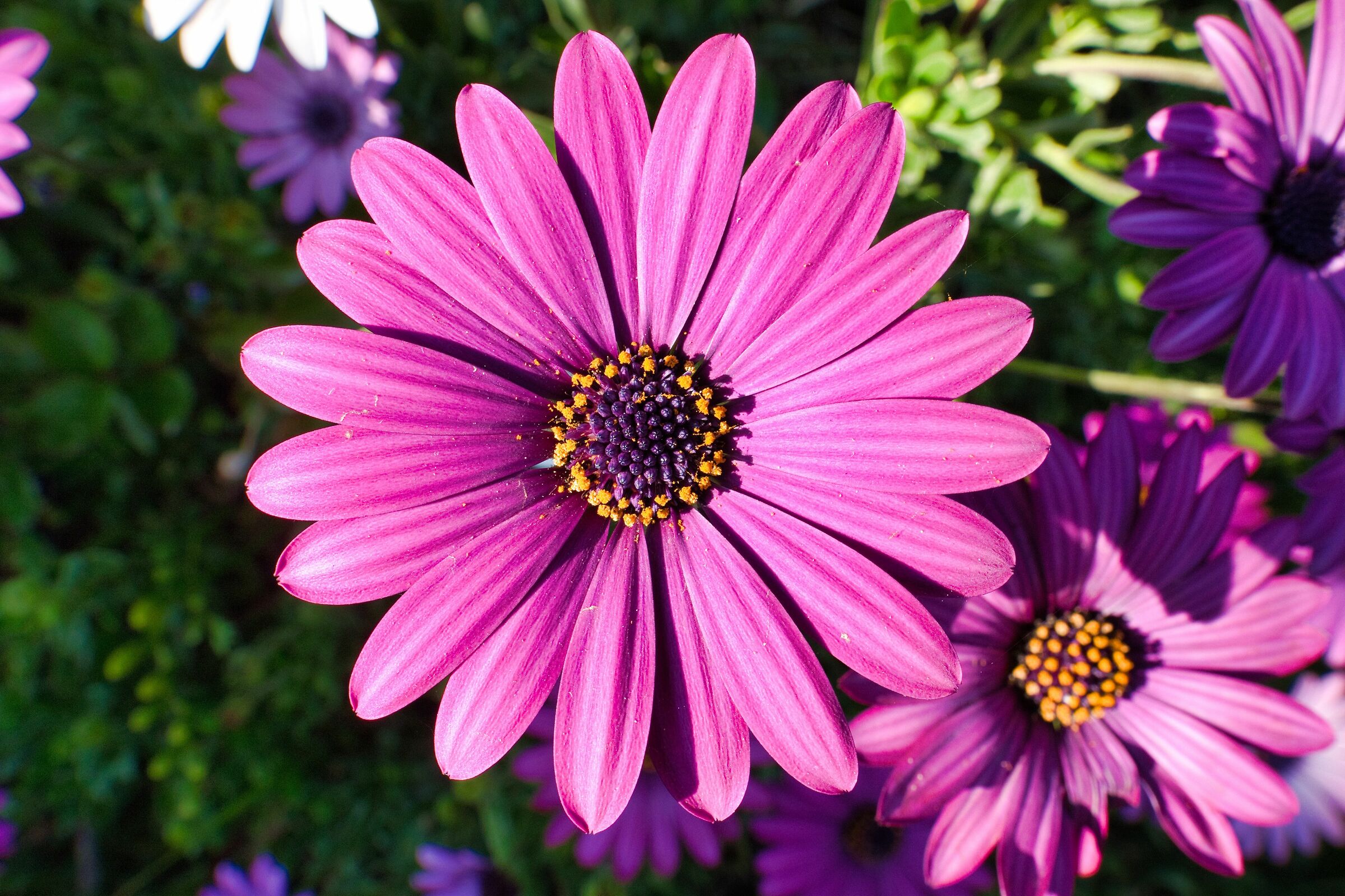 pronti per le allergie?