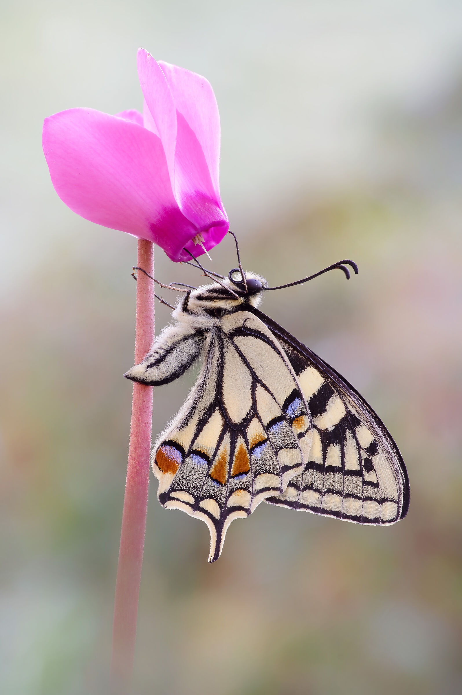Papilio machaon (Linnaeus, 1758)