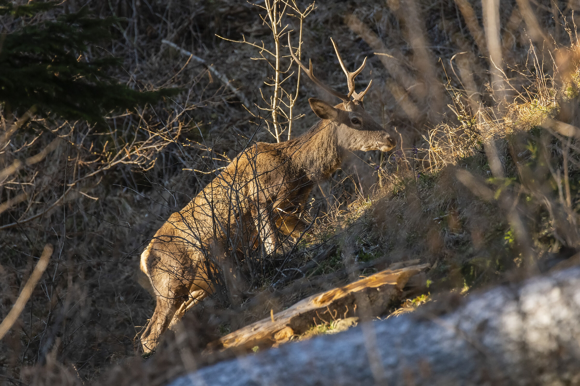Young Deer in the Bushes