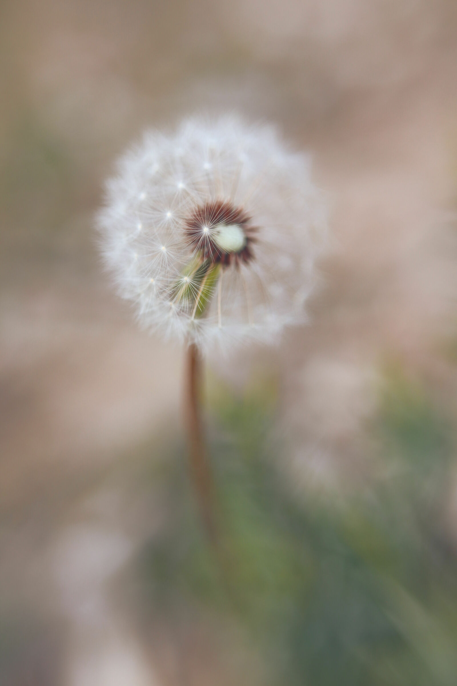 Try Sweet 50 in macro with close up lenses