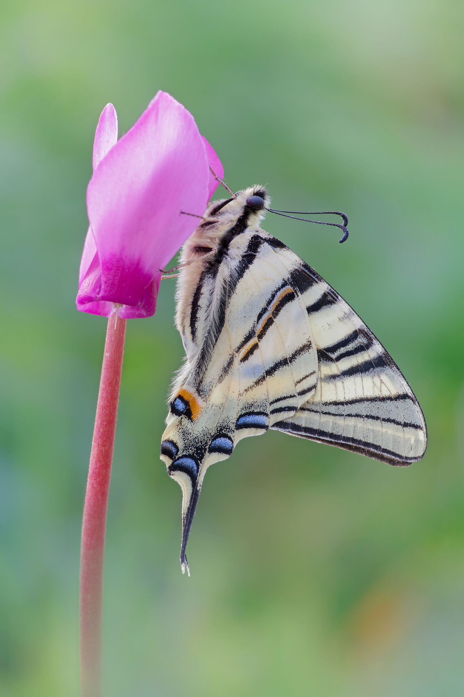 Iphiclides podalirius (Linnaeus, 1758)