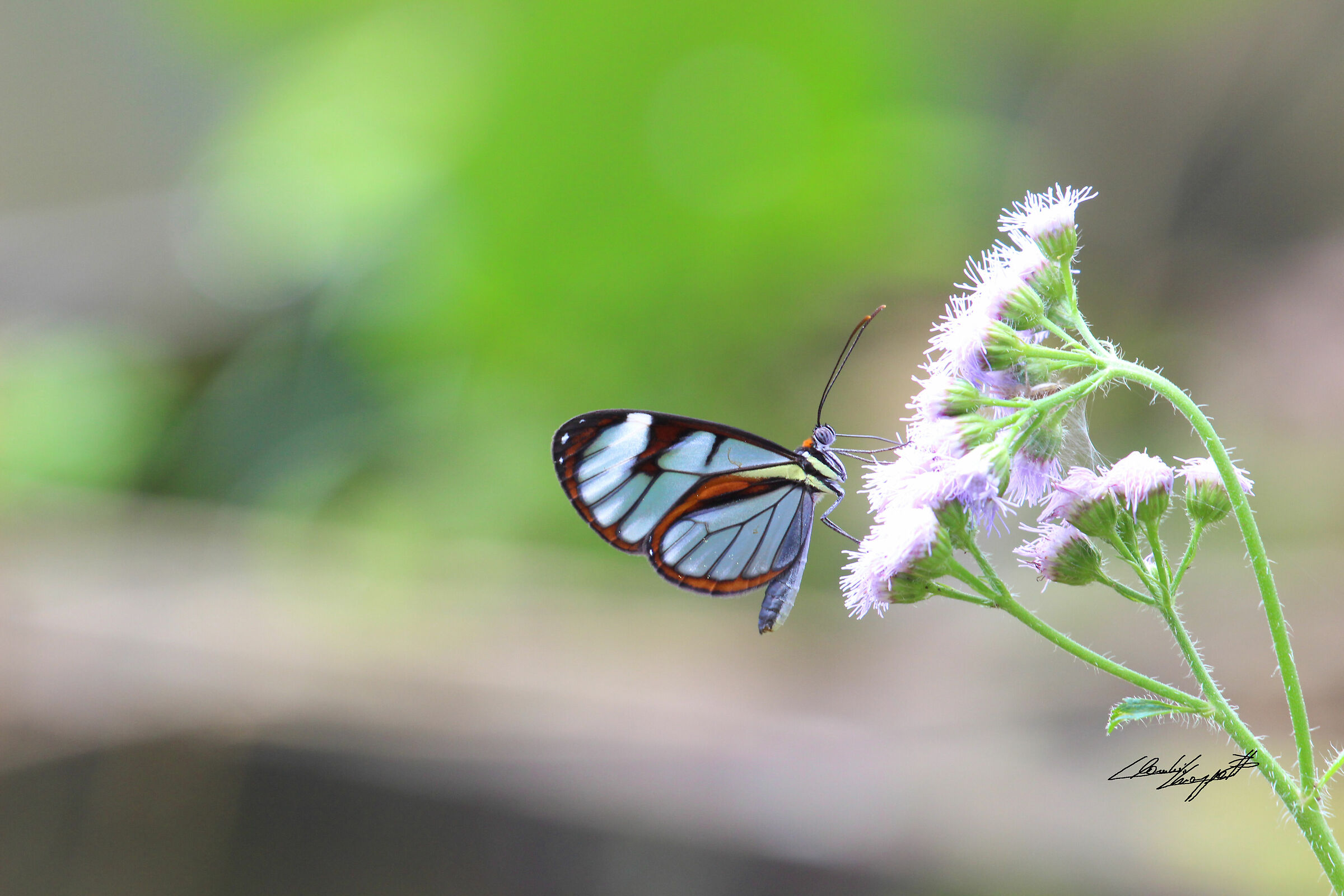 Butterfly on the flower