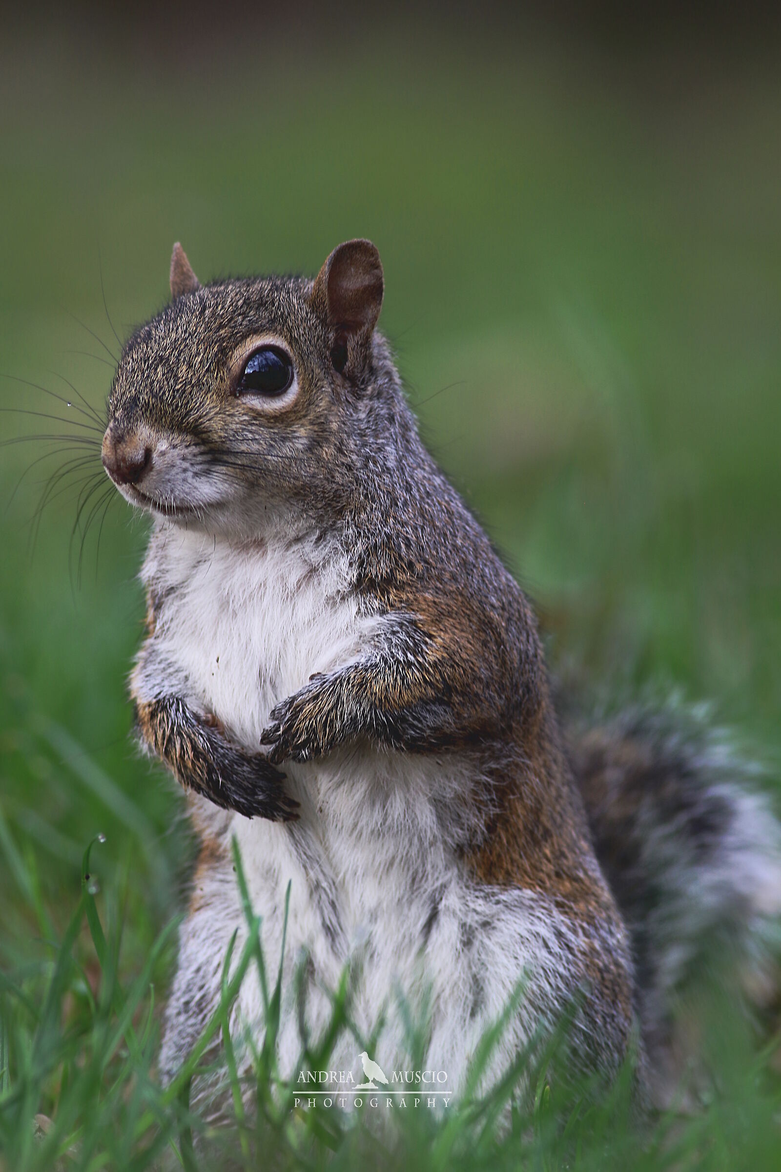 Grey Squirrel
