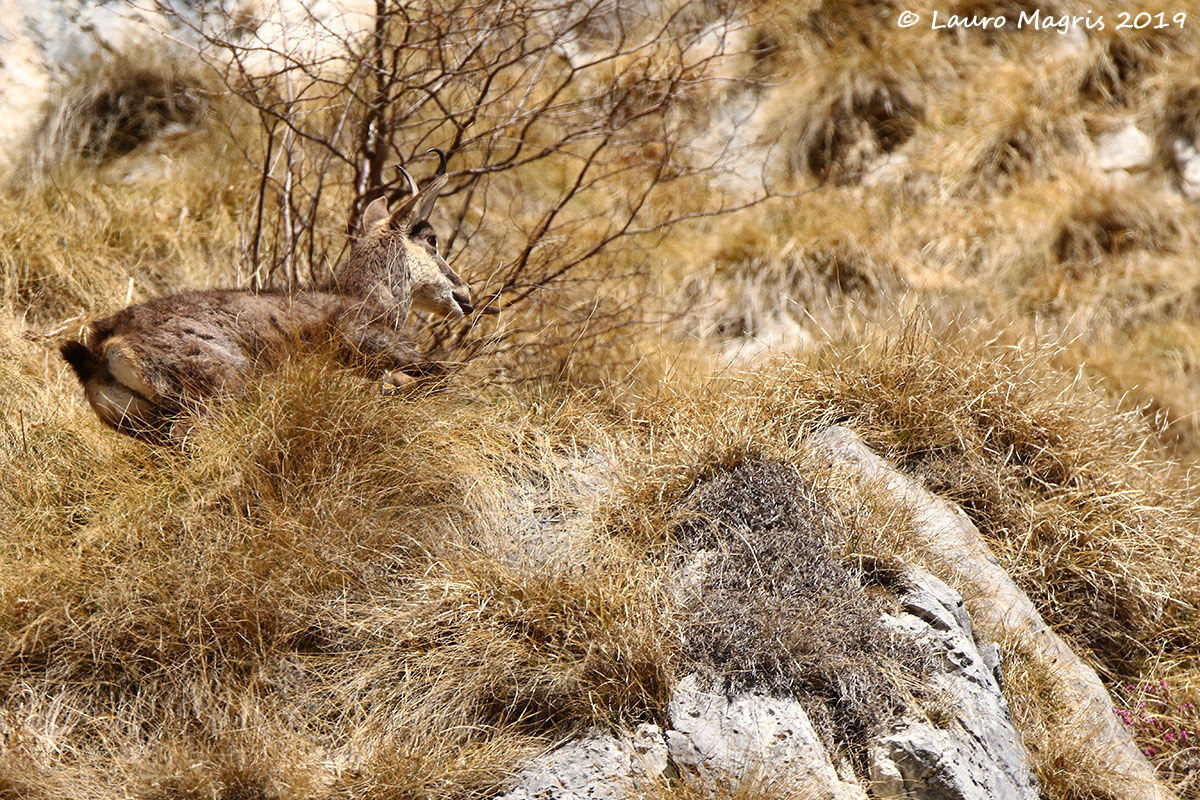 Running through the Brushwood