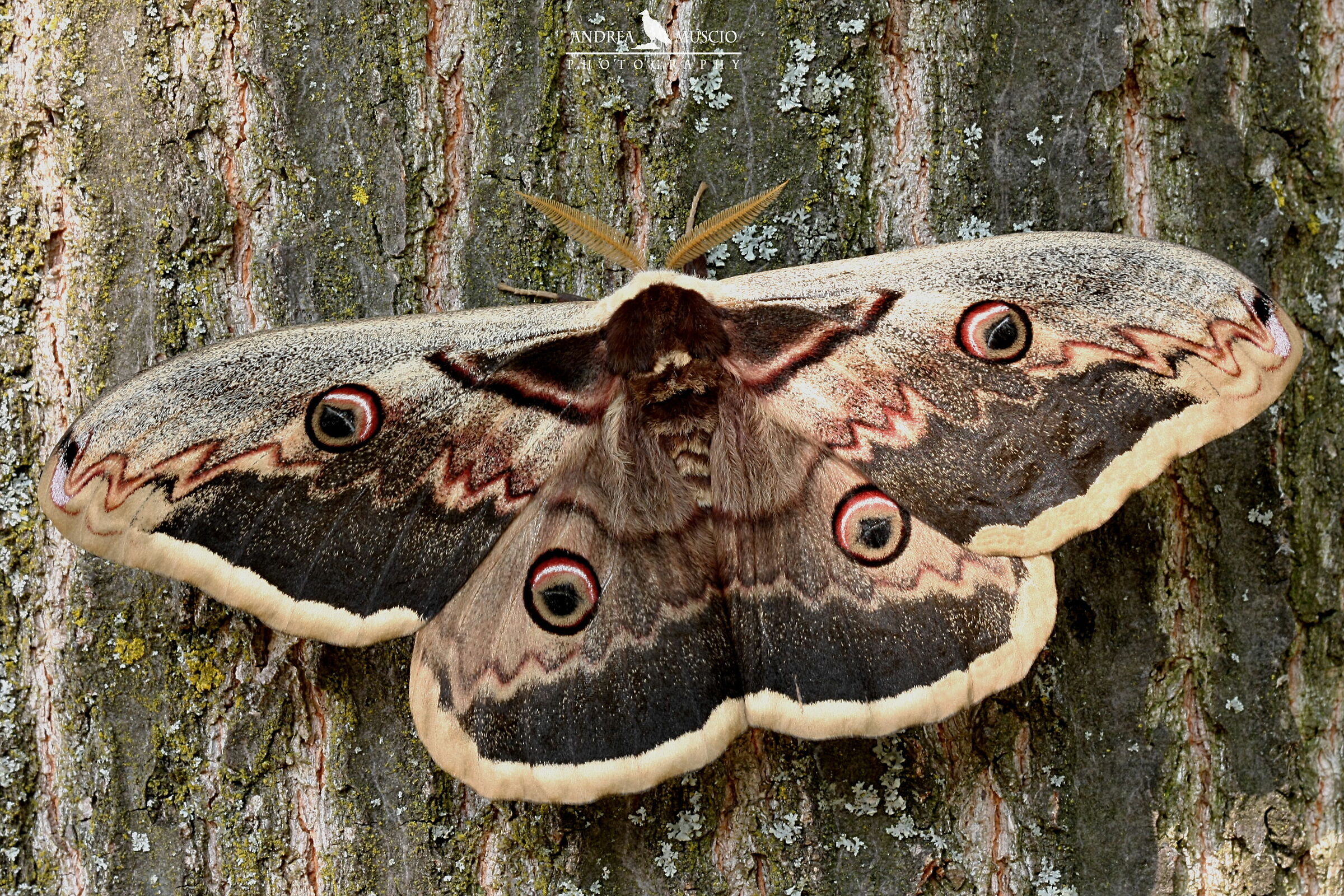 Saturnia pyri