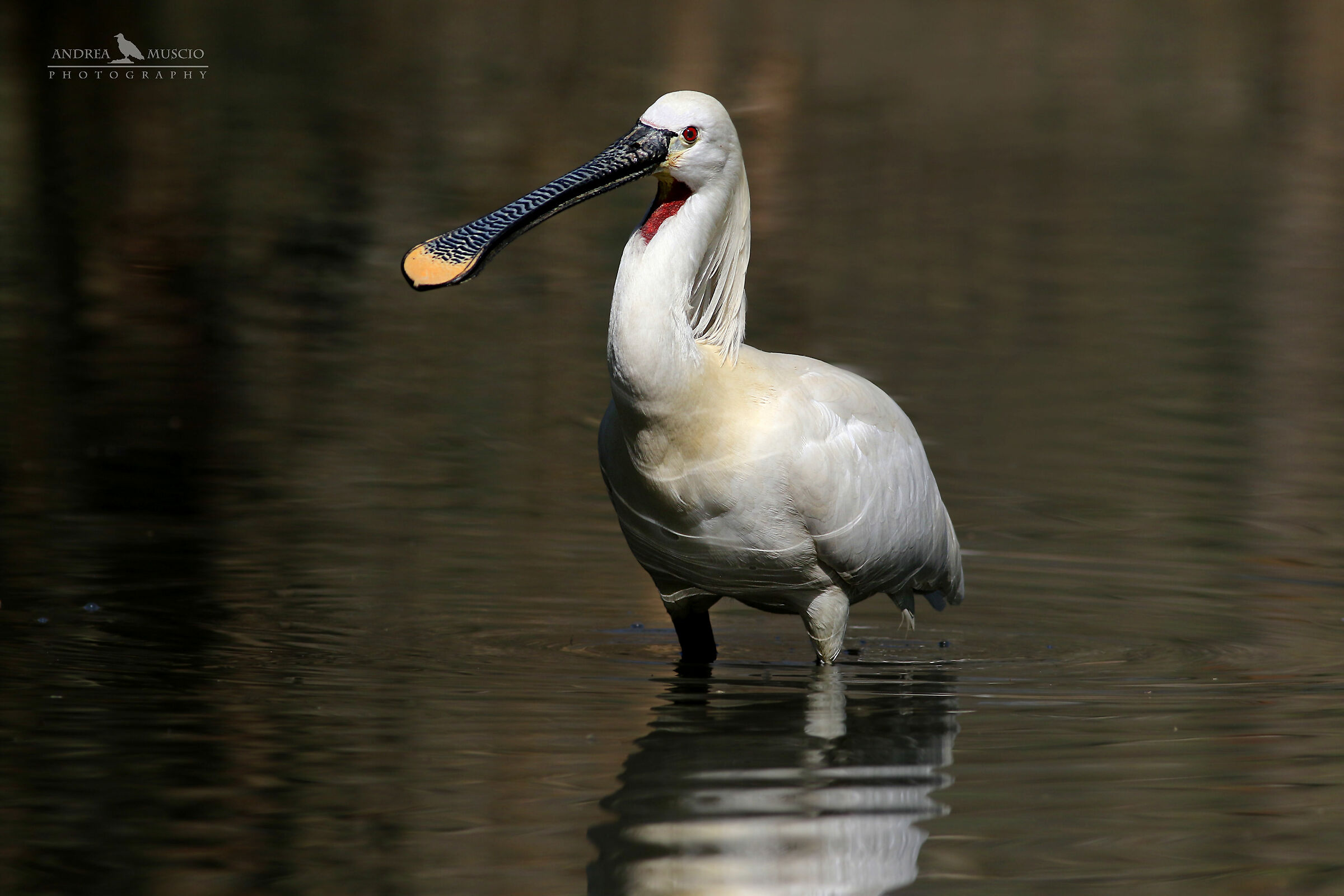 Spatula (Platalea leucorodia)