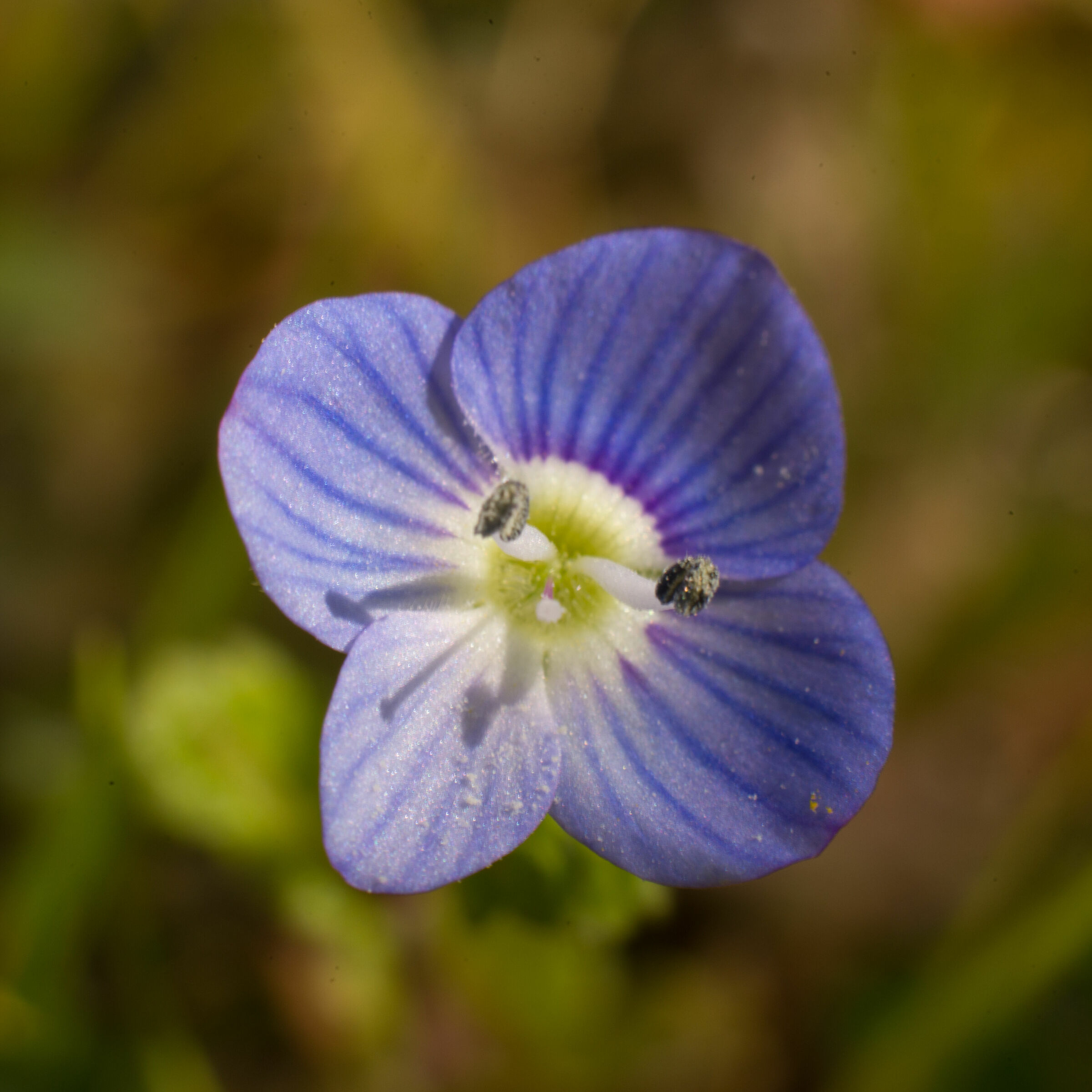 Violetta