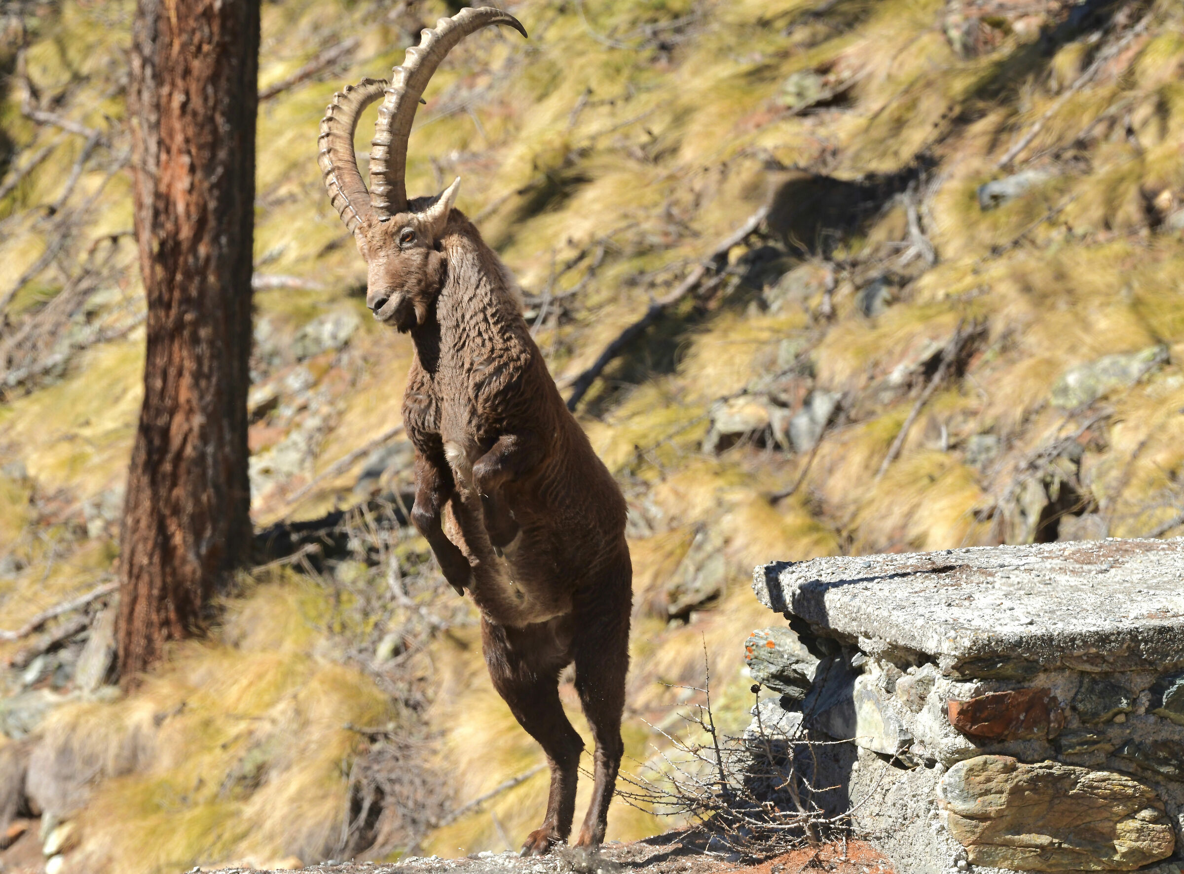 Ibex