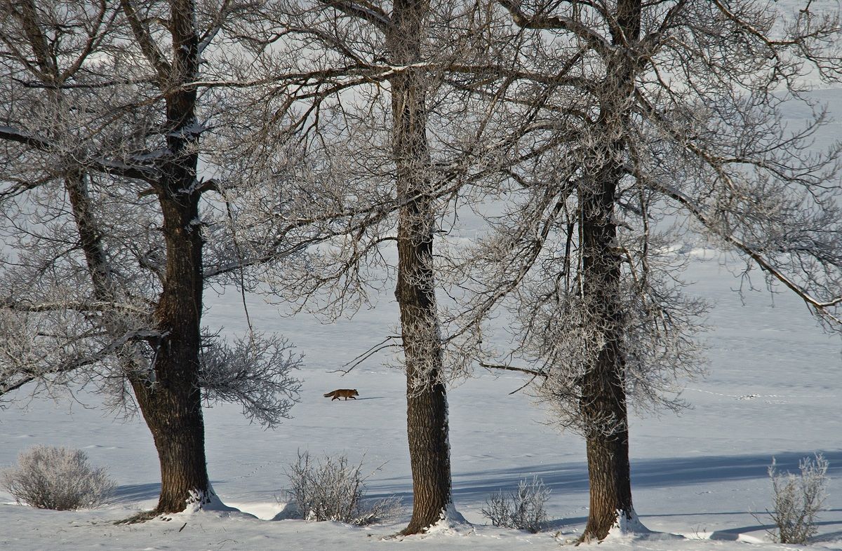 regalo di compleanno