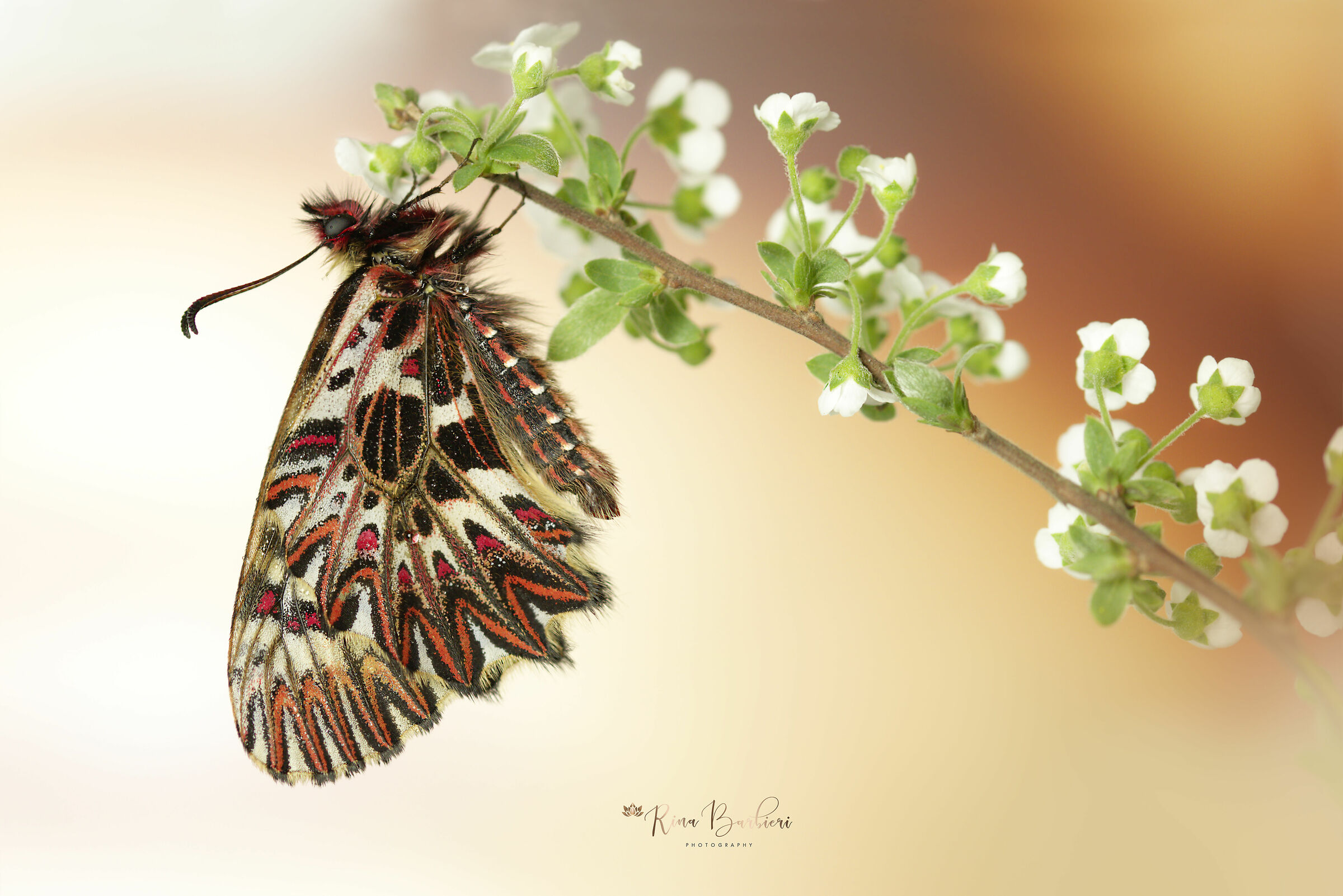 Zerinthya Polyxena