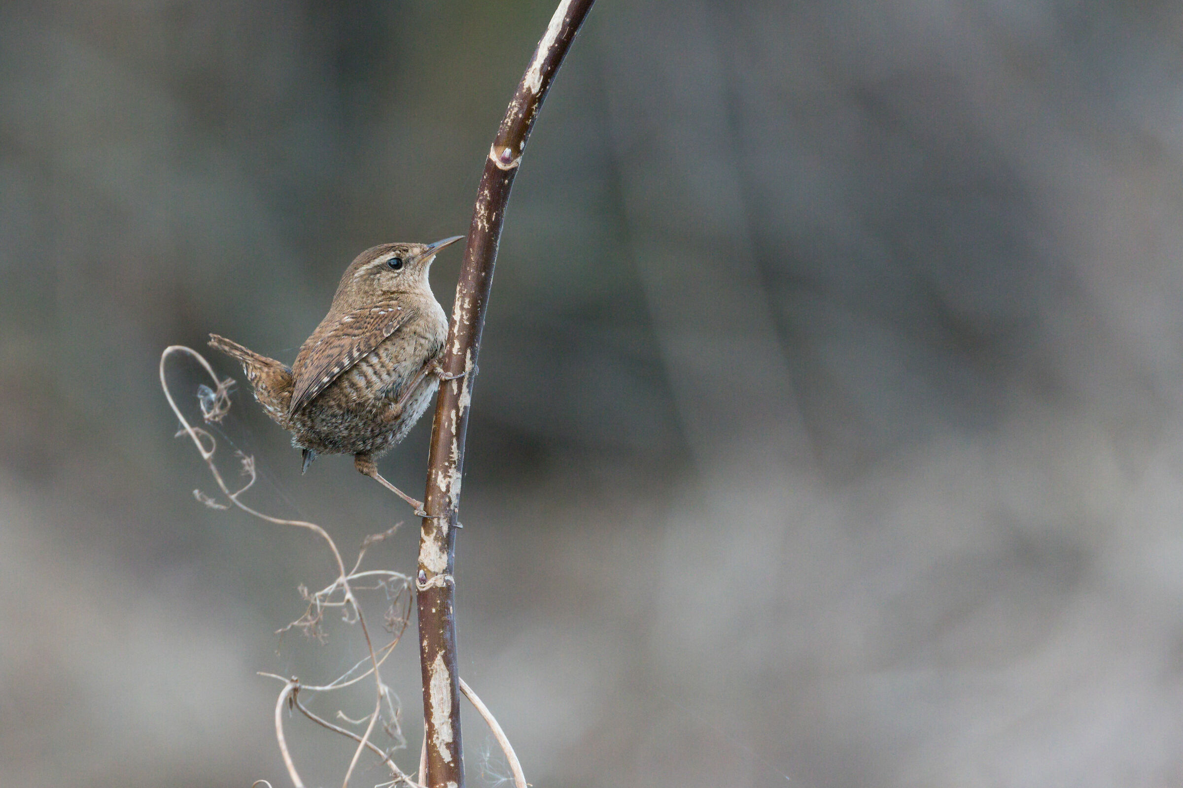 Wren eurasiatico (Troglodytes troglodytes)