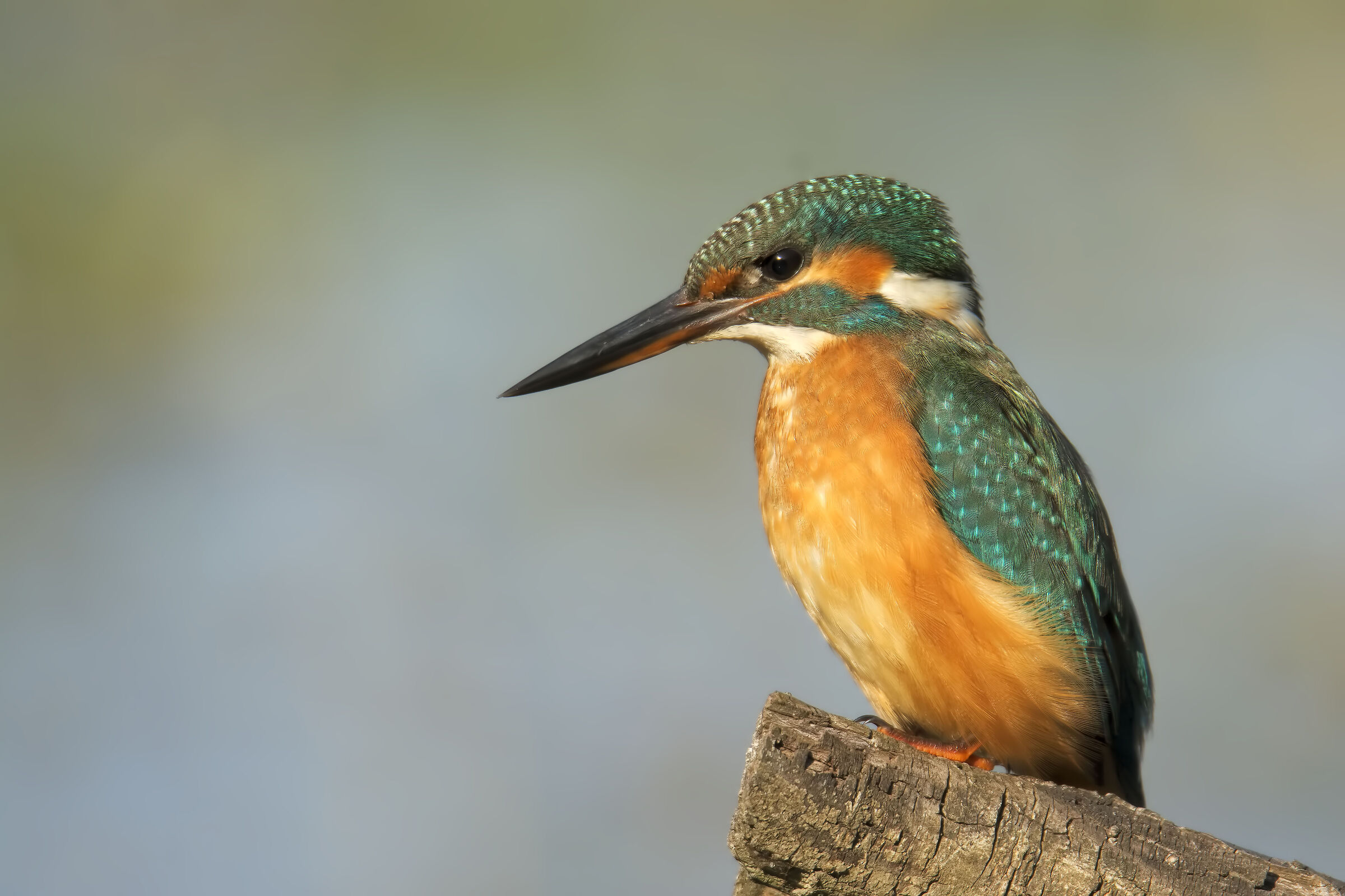 Kingfisher (Alcedo atthis)