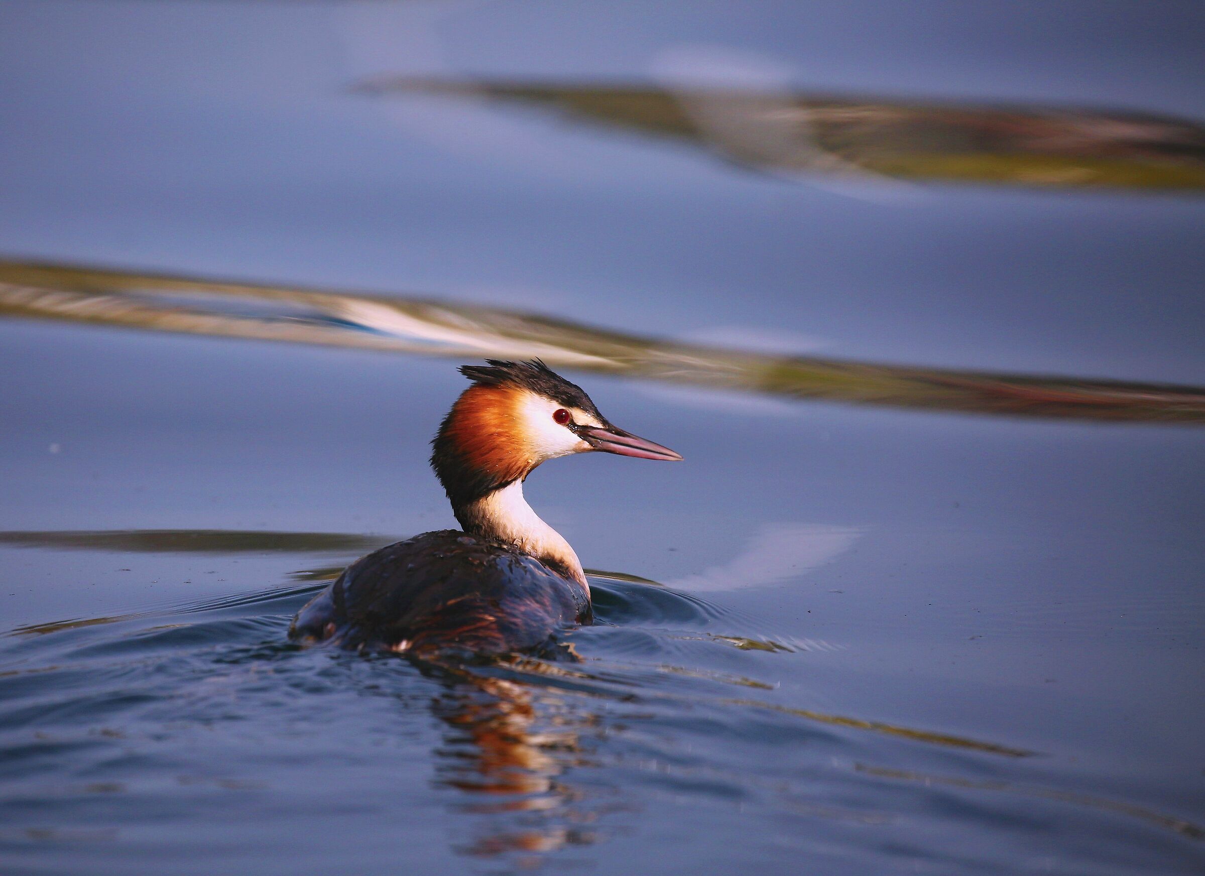 Major Crested Grebe