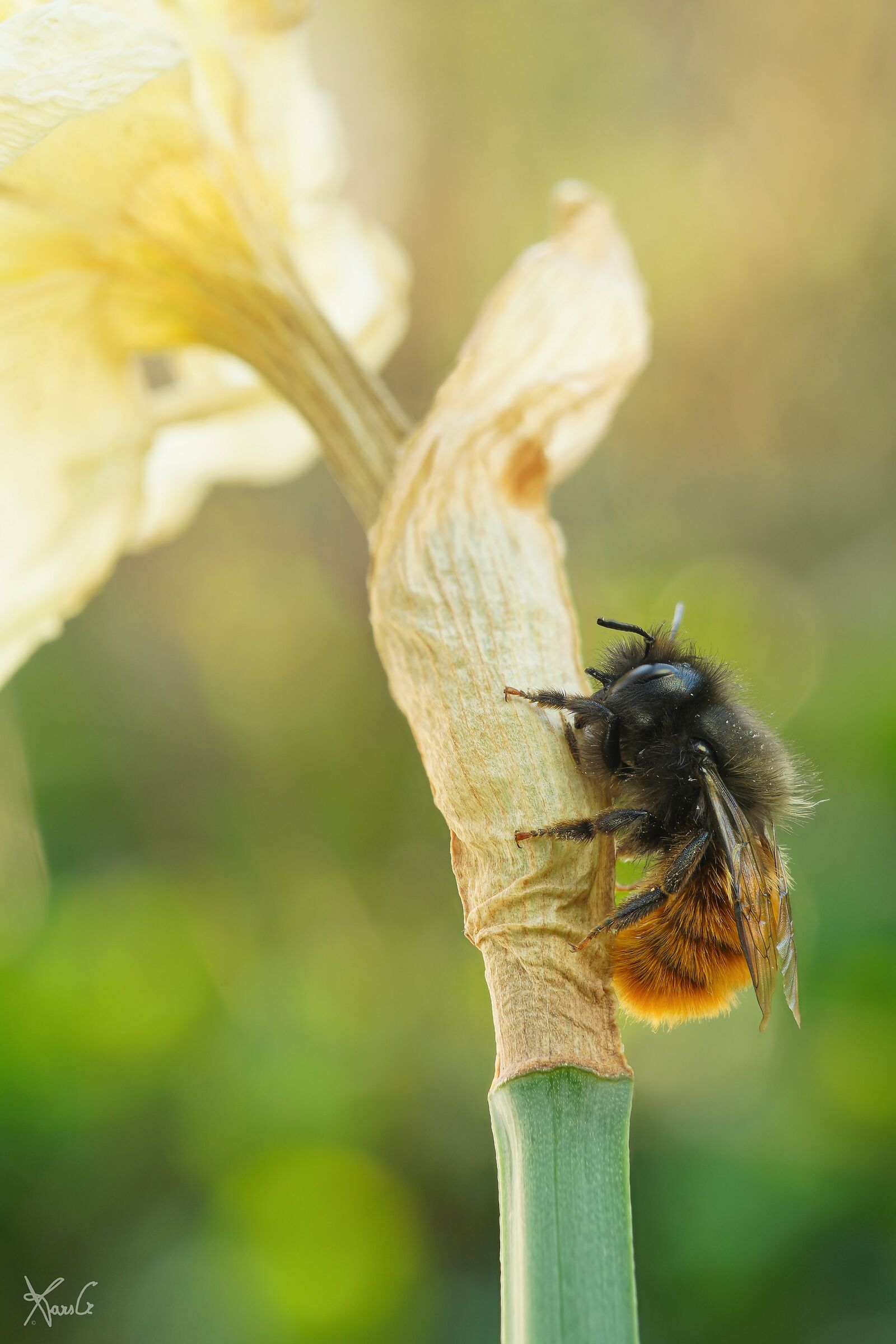 The Lighting of the Osmia