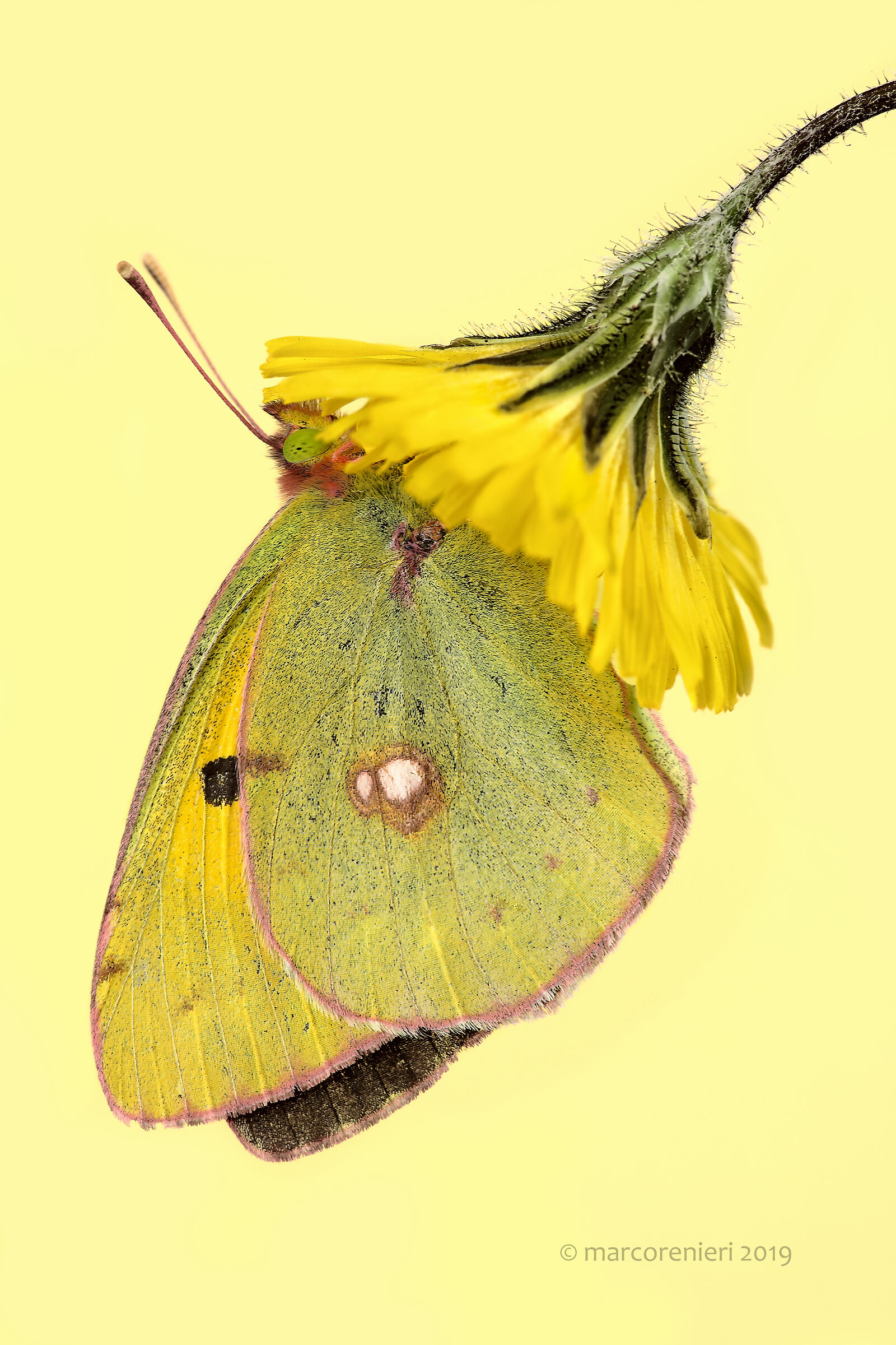 Colias