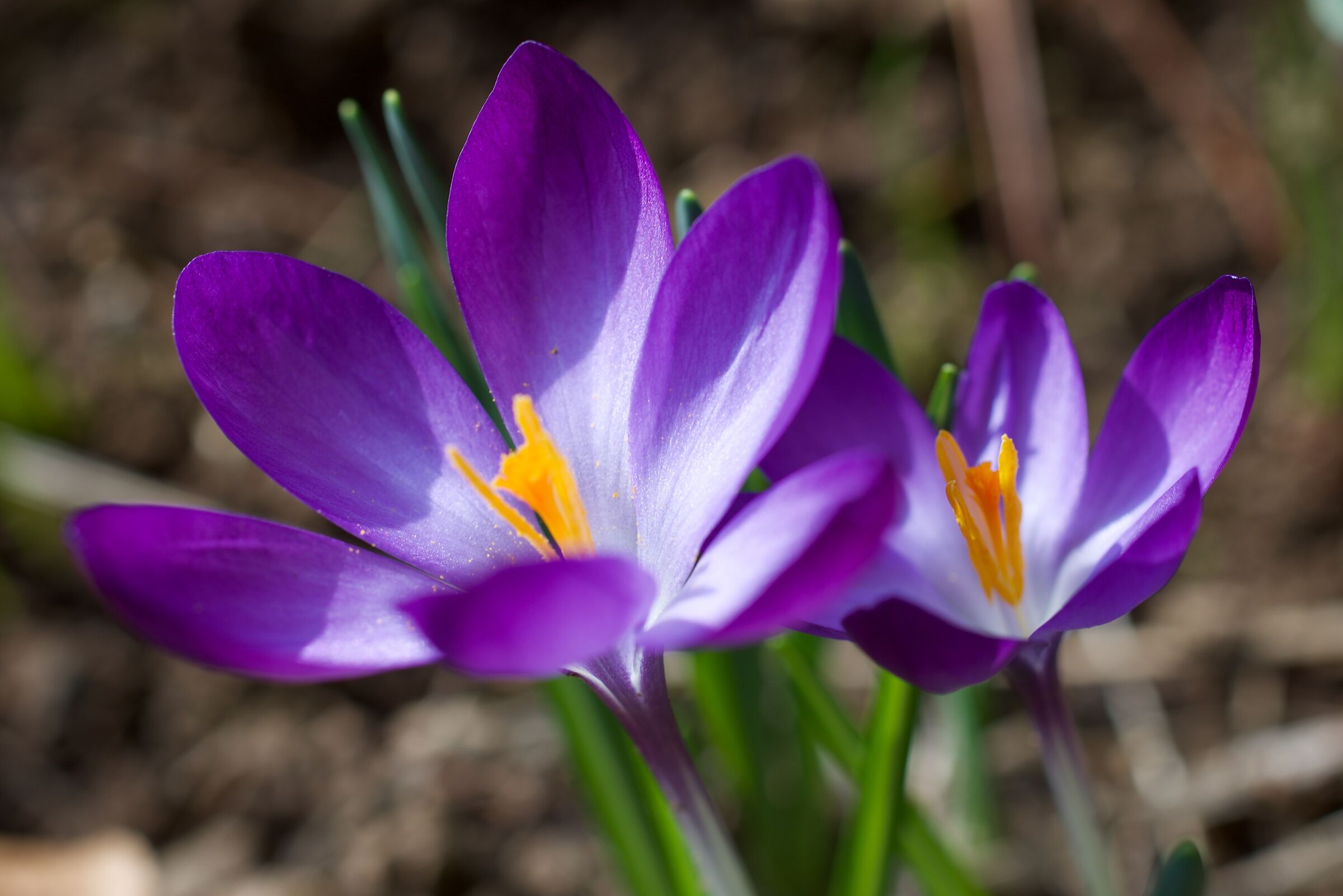 Crocus, ritratto 3D