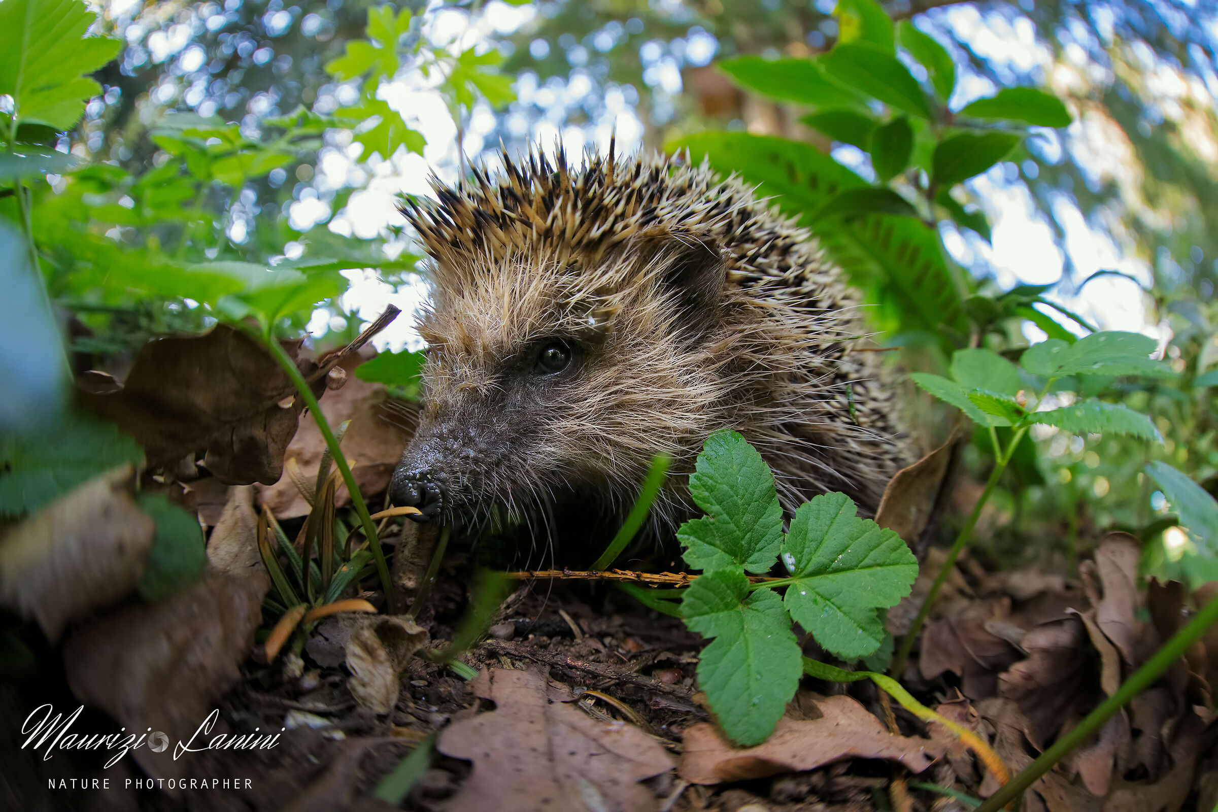 Un riccio all'improvviso!!