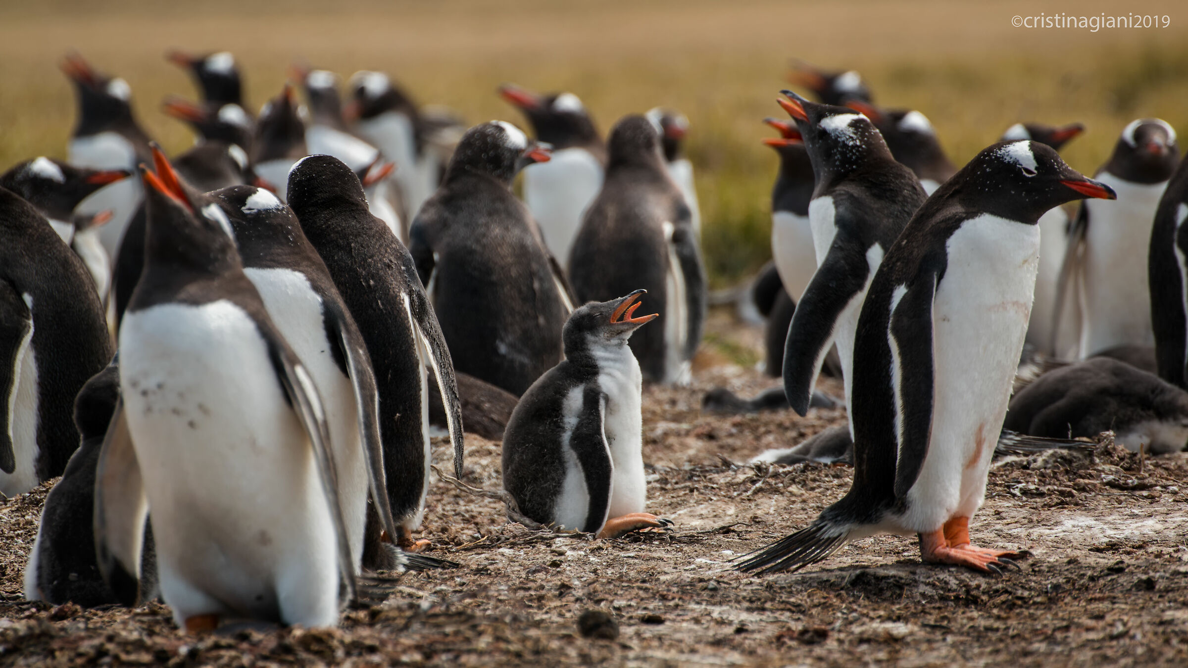 Voglio la mia mammaaa!