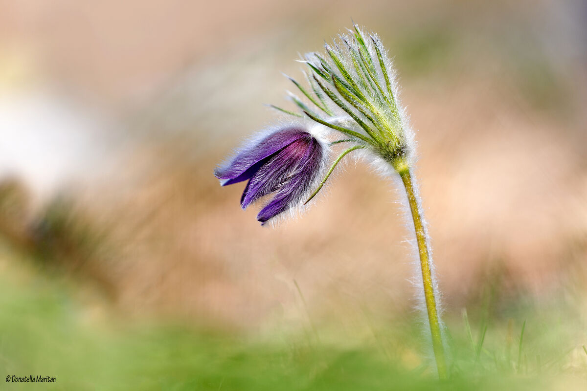 Pulsatilla