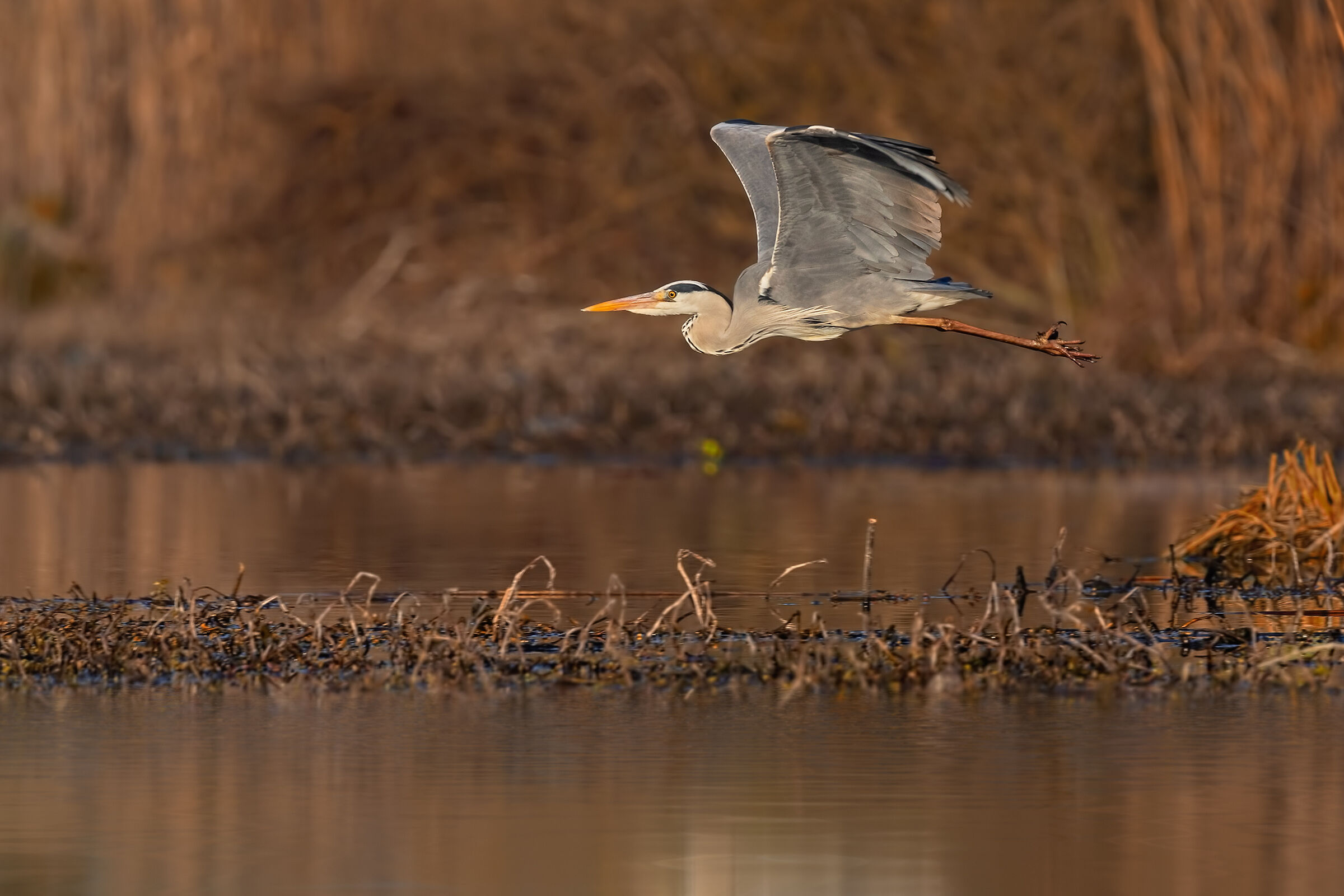 Airone cenerino ambientato