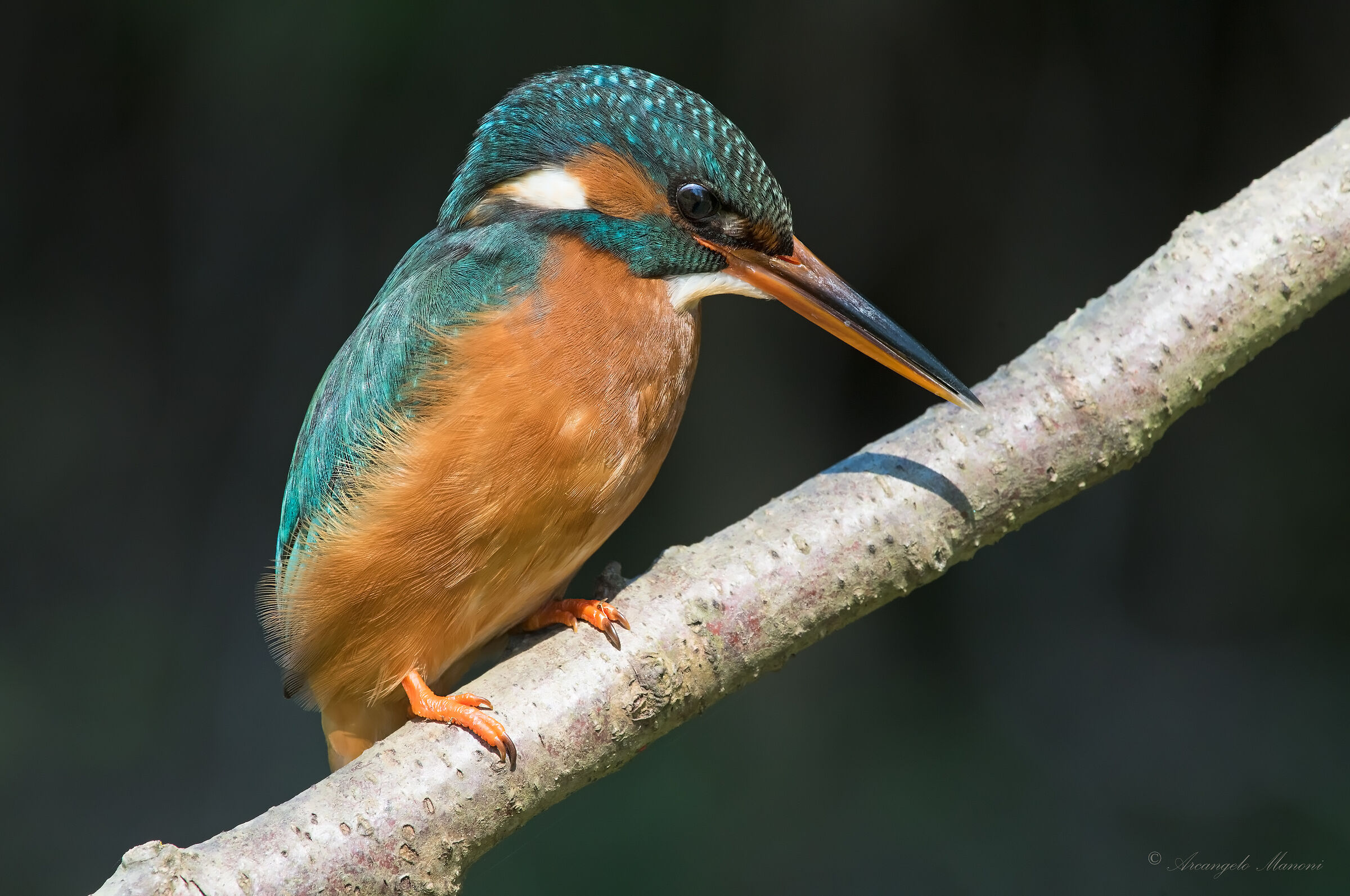 The new female ready to play