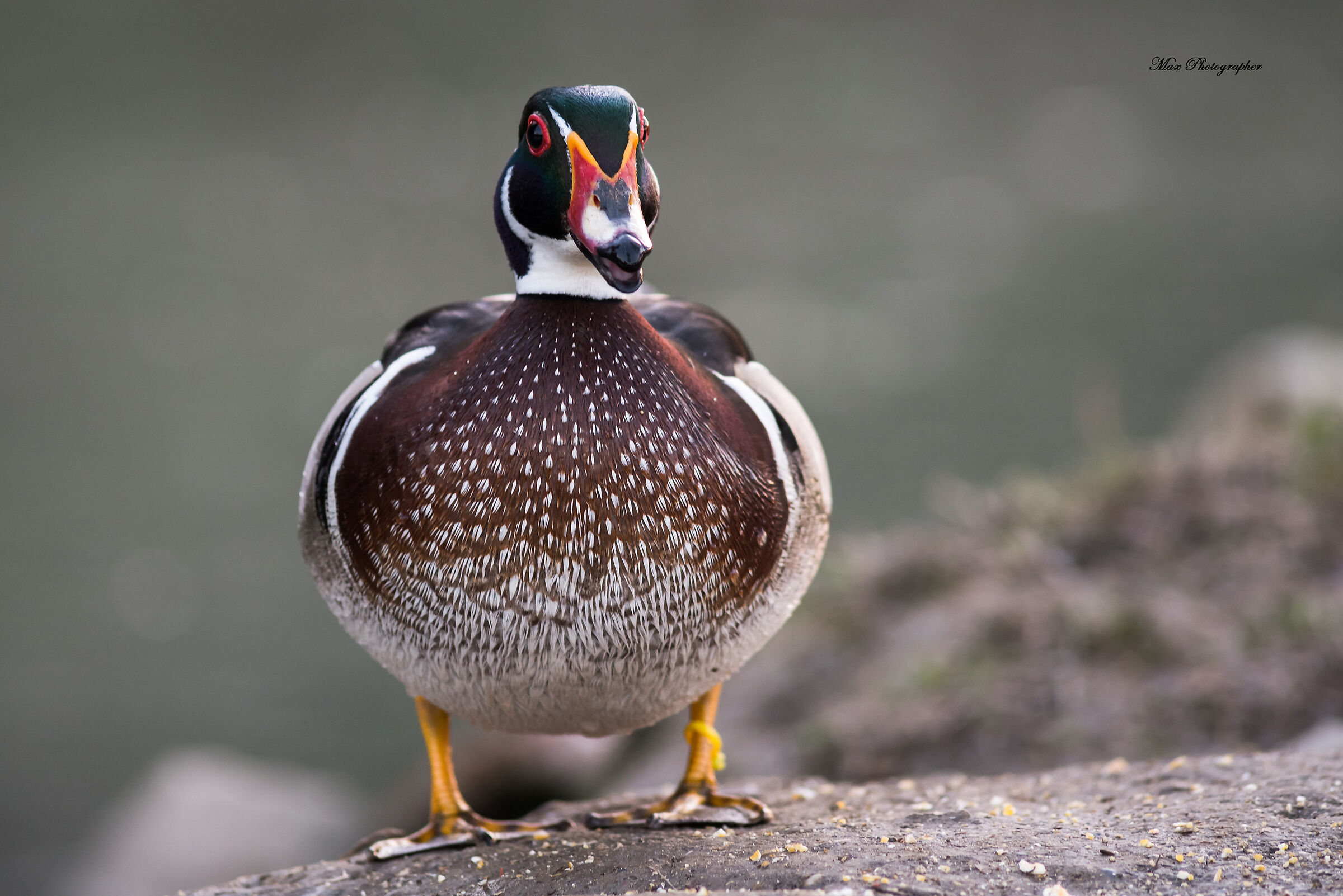 Carolina (Aix sponsa)