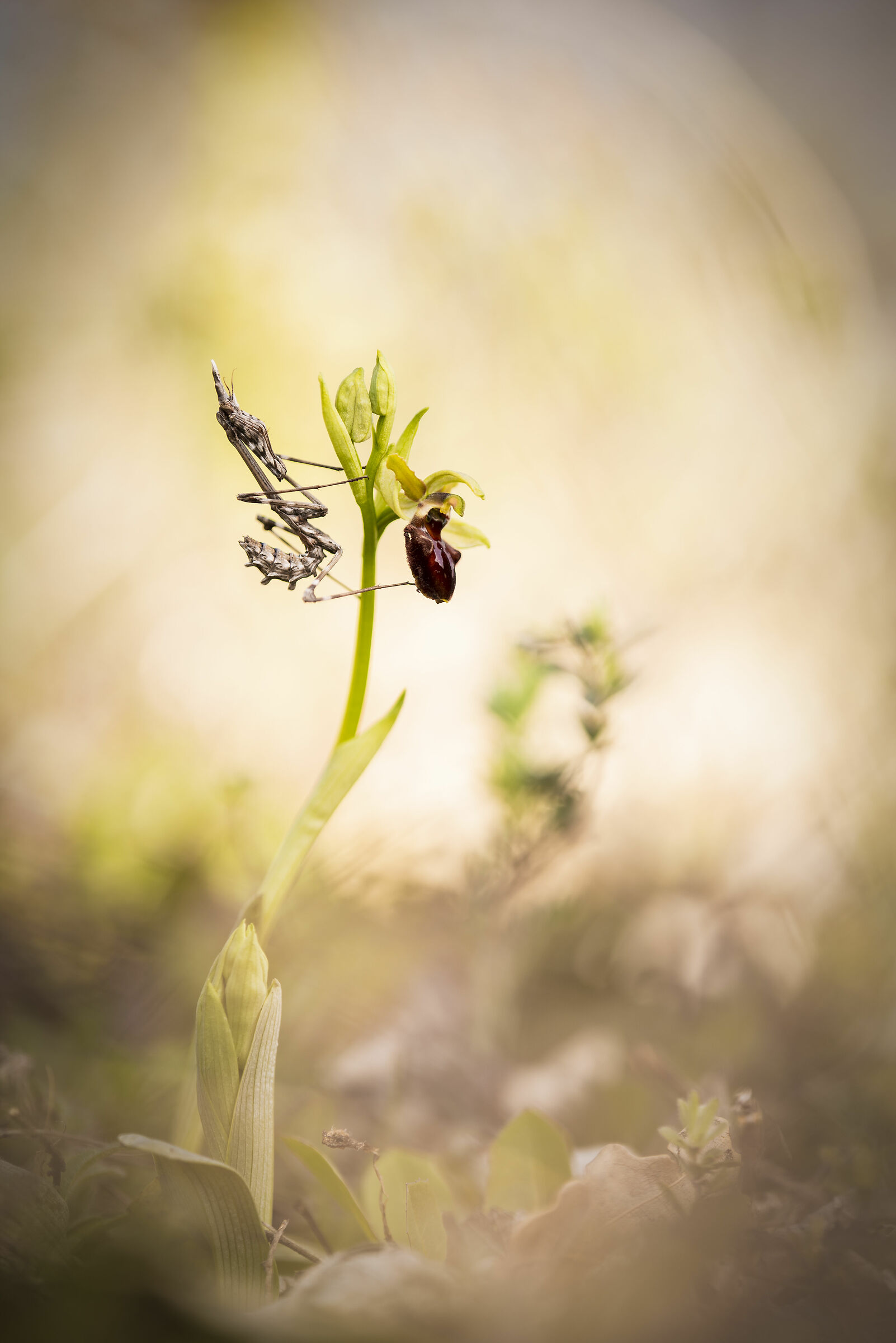 Empusa picking on Speghodes