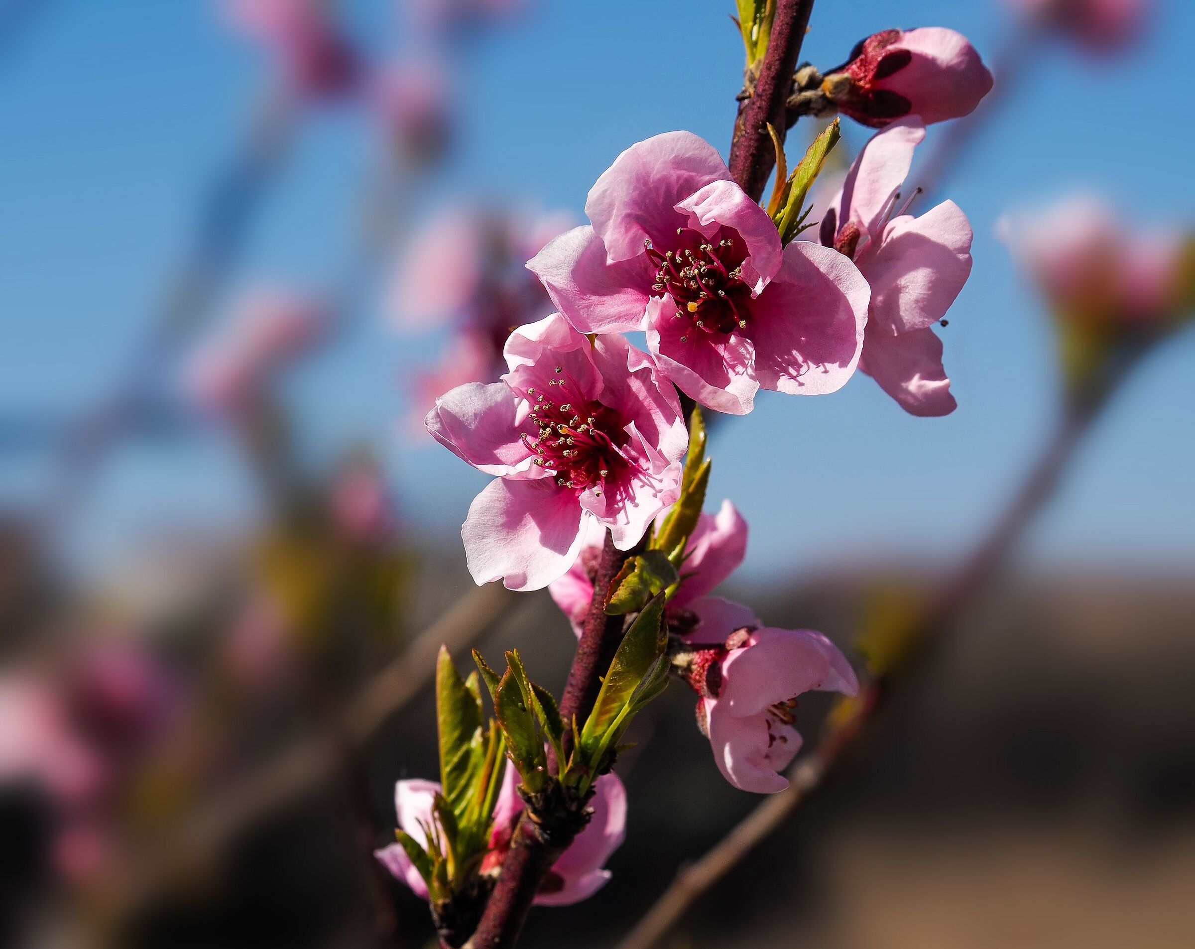 Flowers of the season