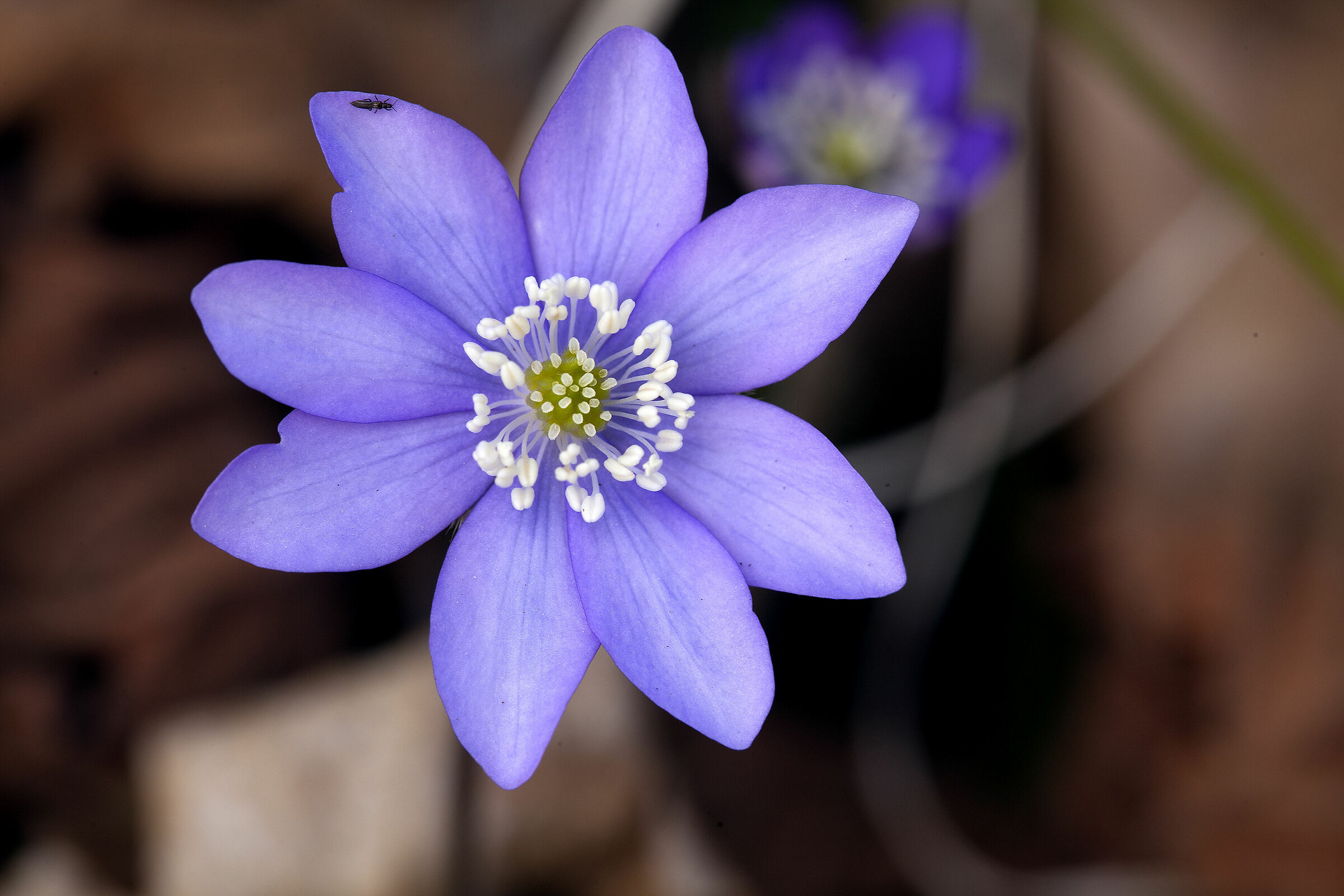 Hepatica Nobilis