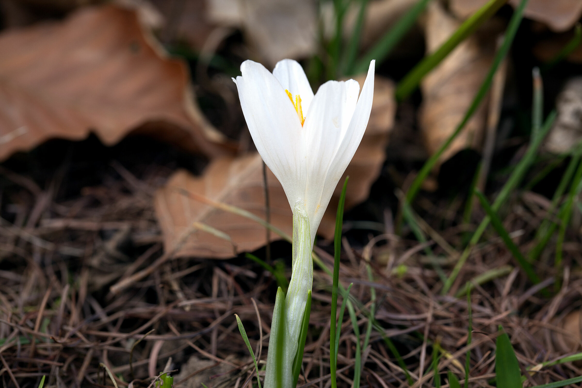 Crocus