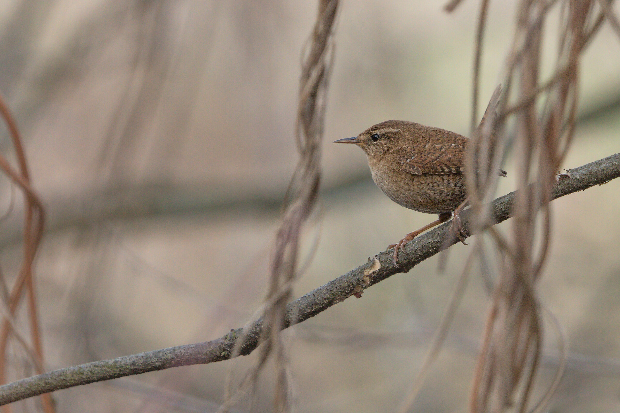 Wren eurasiatico (Troglodytes troglodytes)