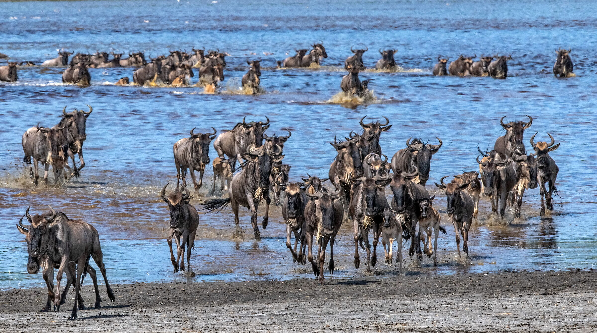 Crossing the Lake Ndutu