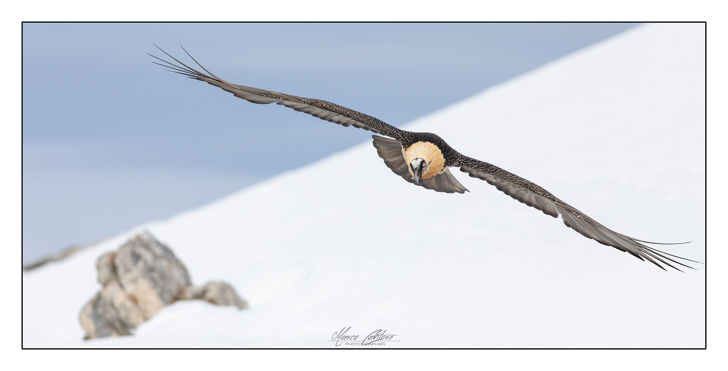 Bearded Vulture-Gypaetus Barbatus