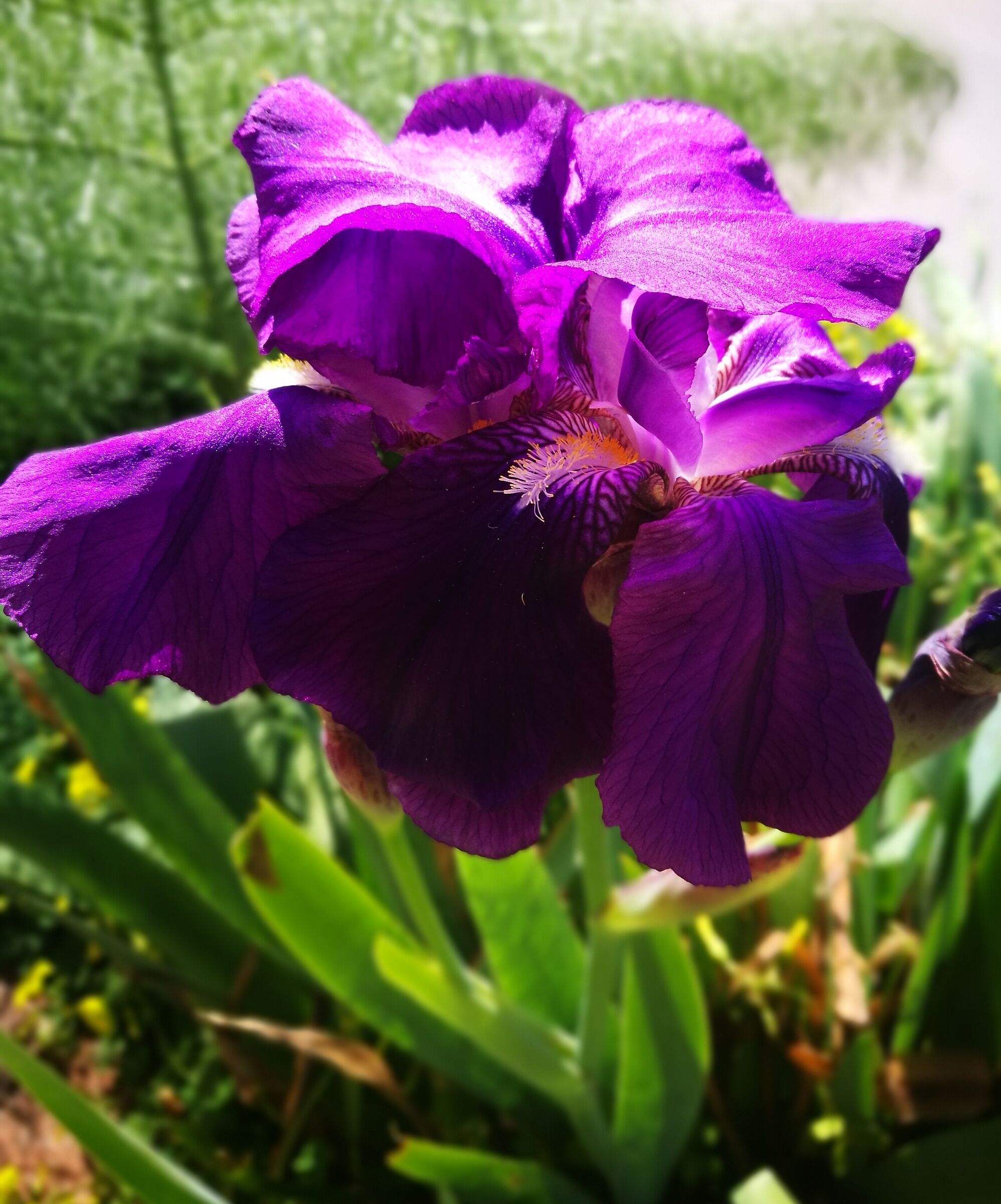 Iris germanica
