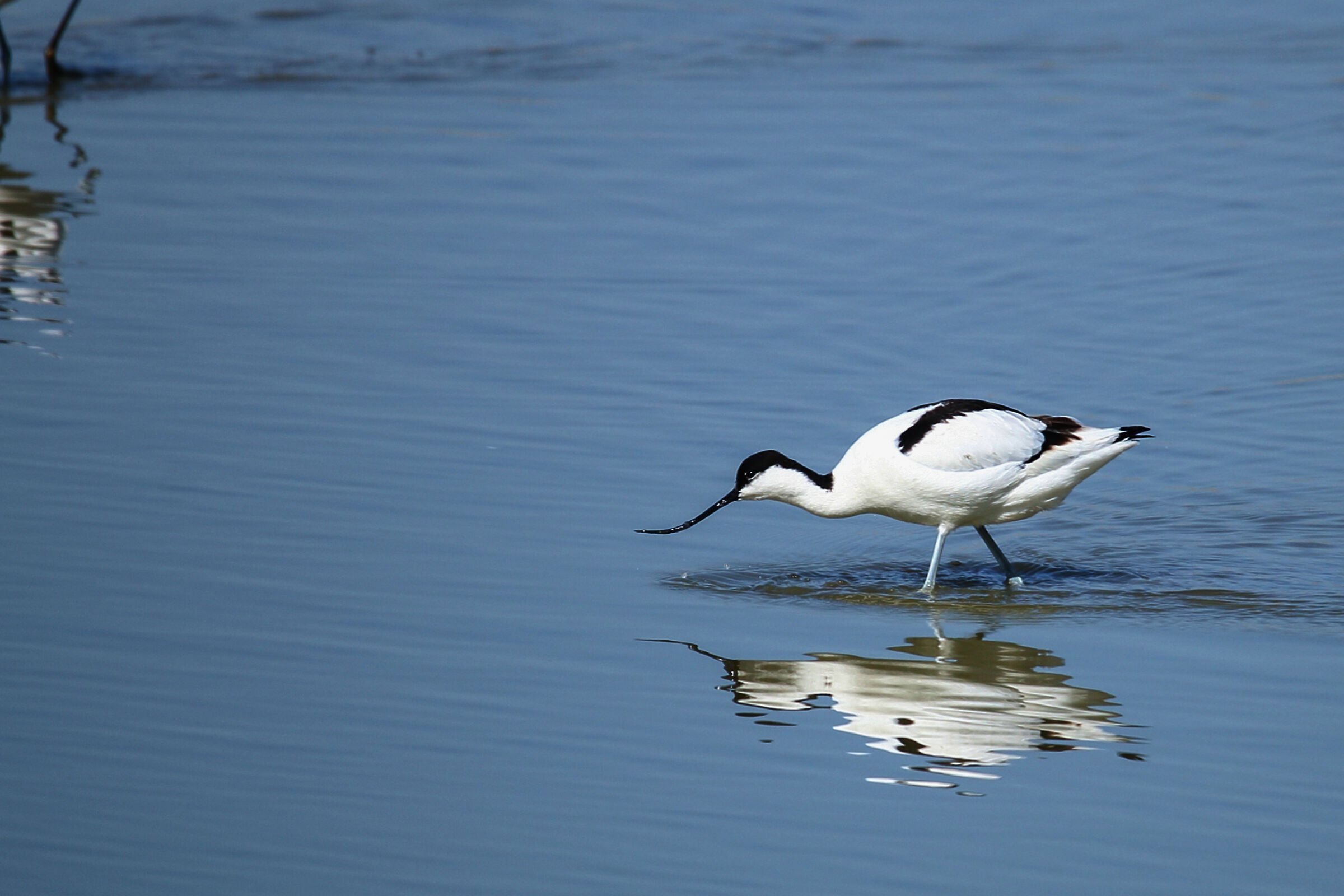 Avocet
