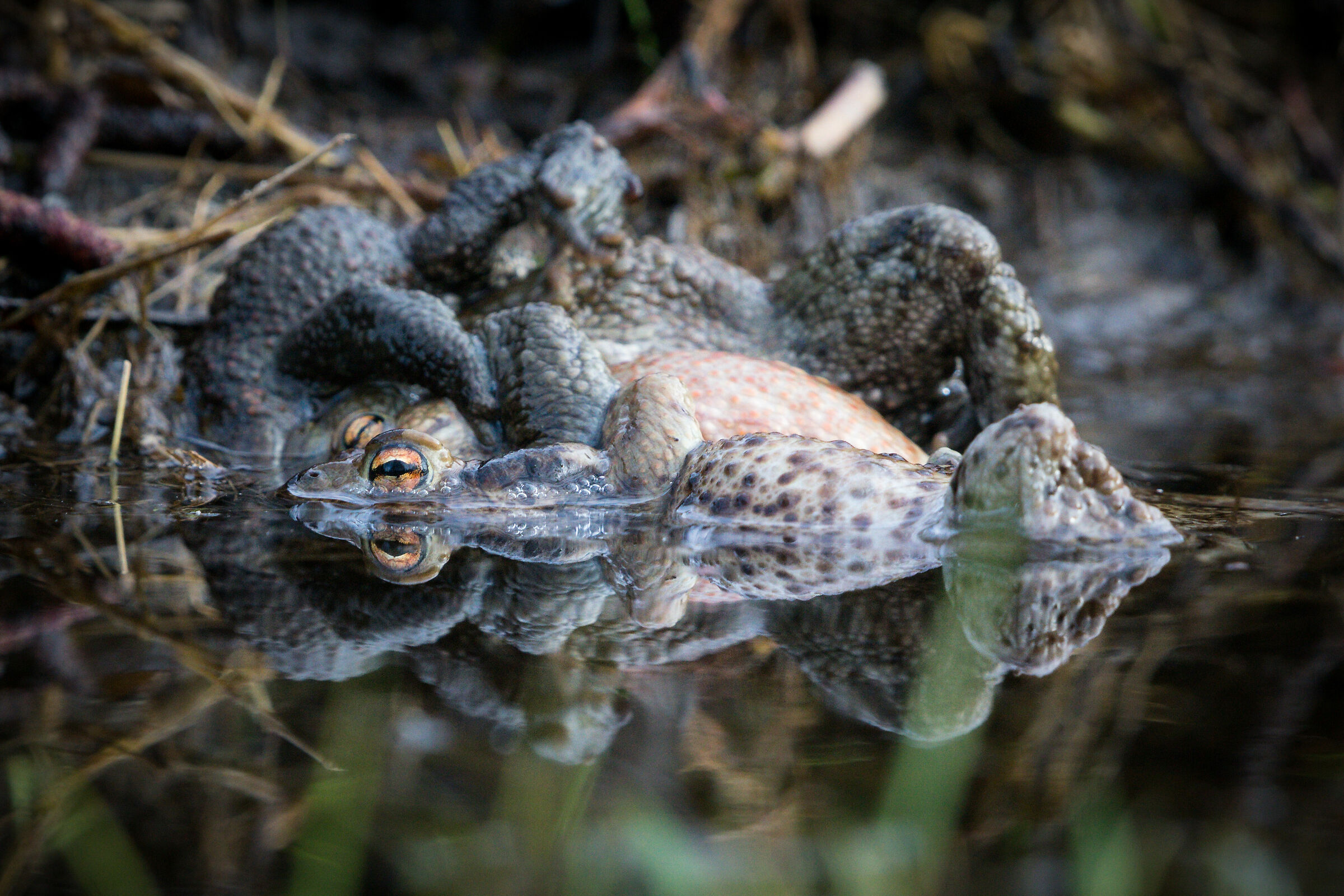 Pazzo Roads in amore