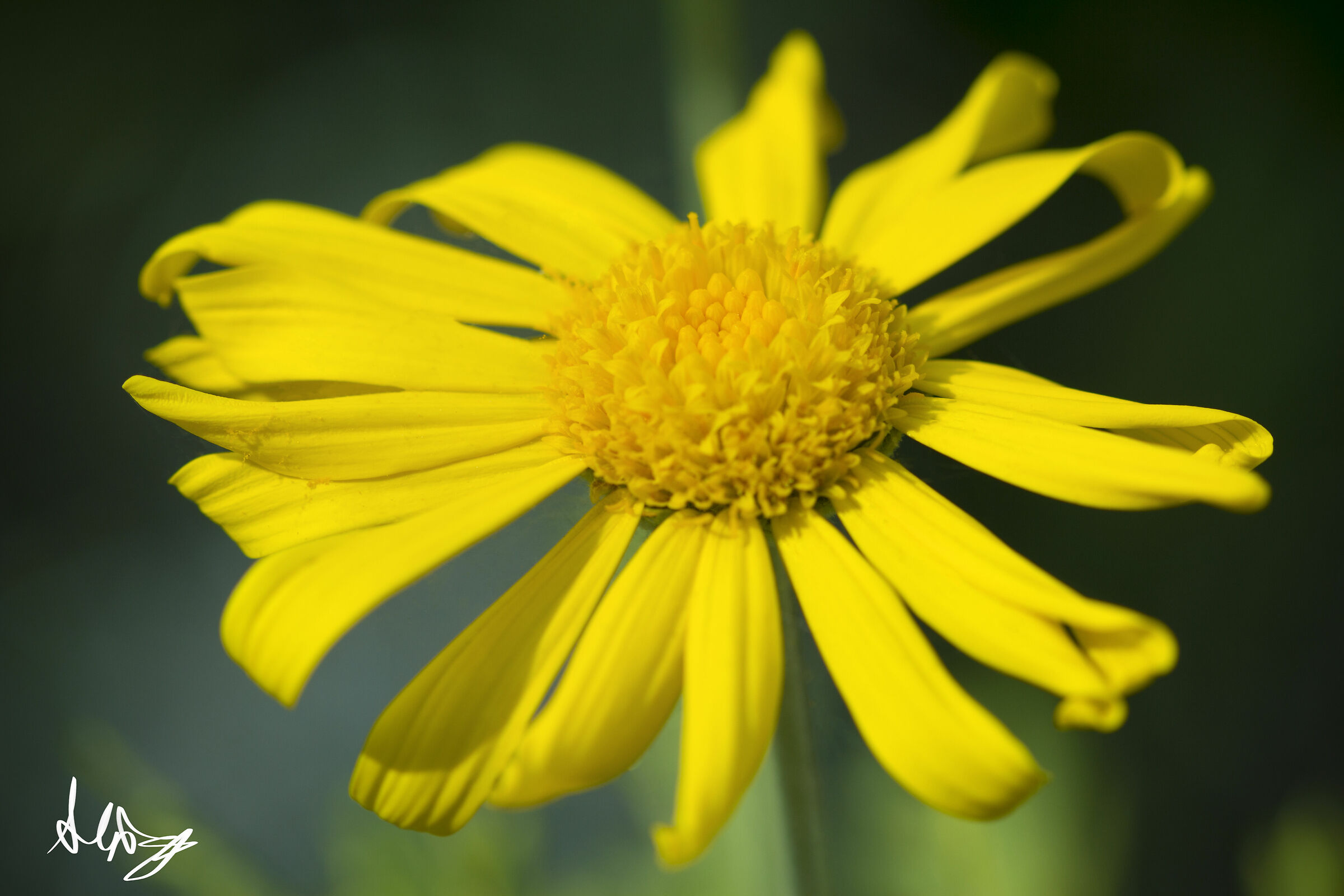 margherita - Garden House