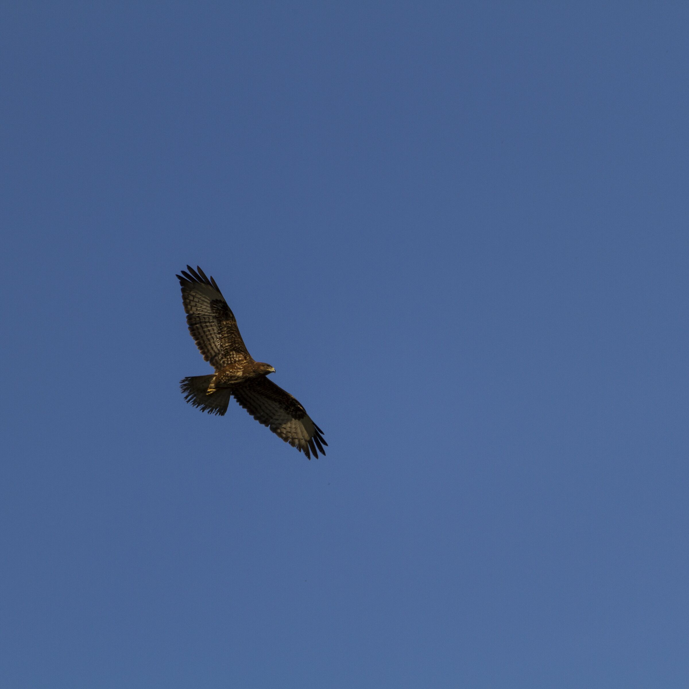 Canon EOS 7D SIGMA 150-500 F 5.6 Buzzard