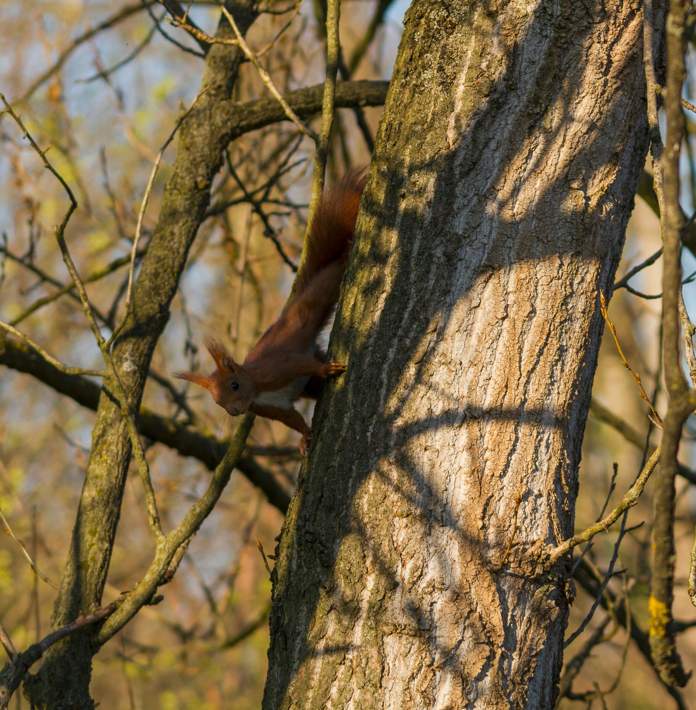 Canon EOS 7D SIGMA 150-500mm f 5.6 Red Squirrel