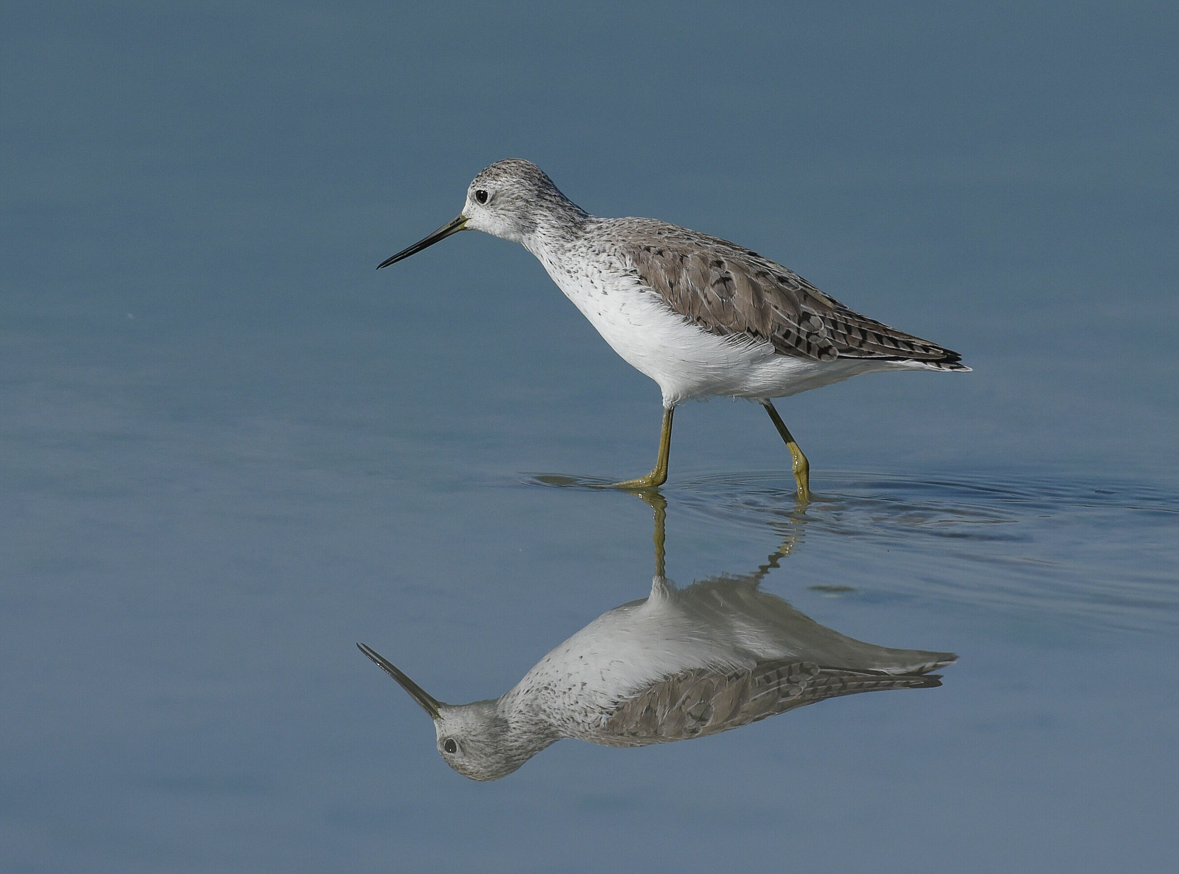 The Double Marsh Sandpiper