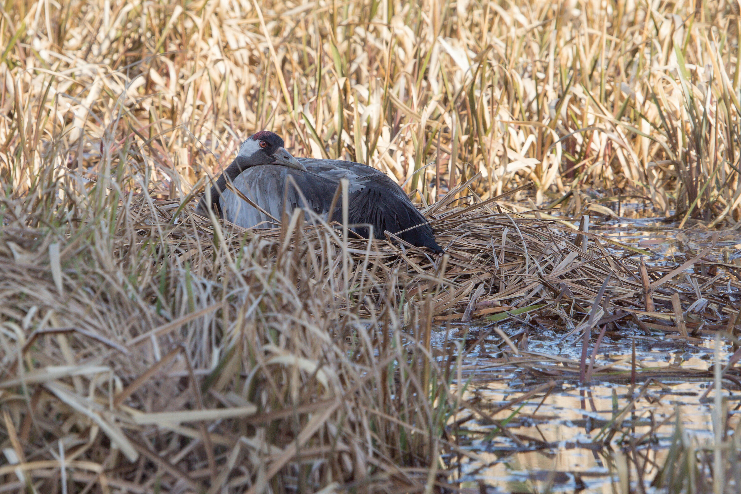 Common crane (Grus grus)