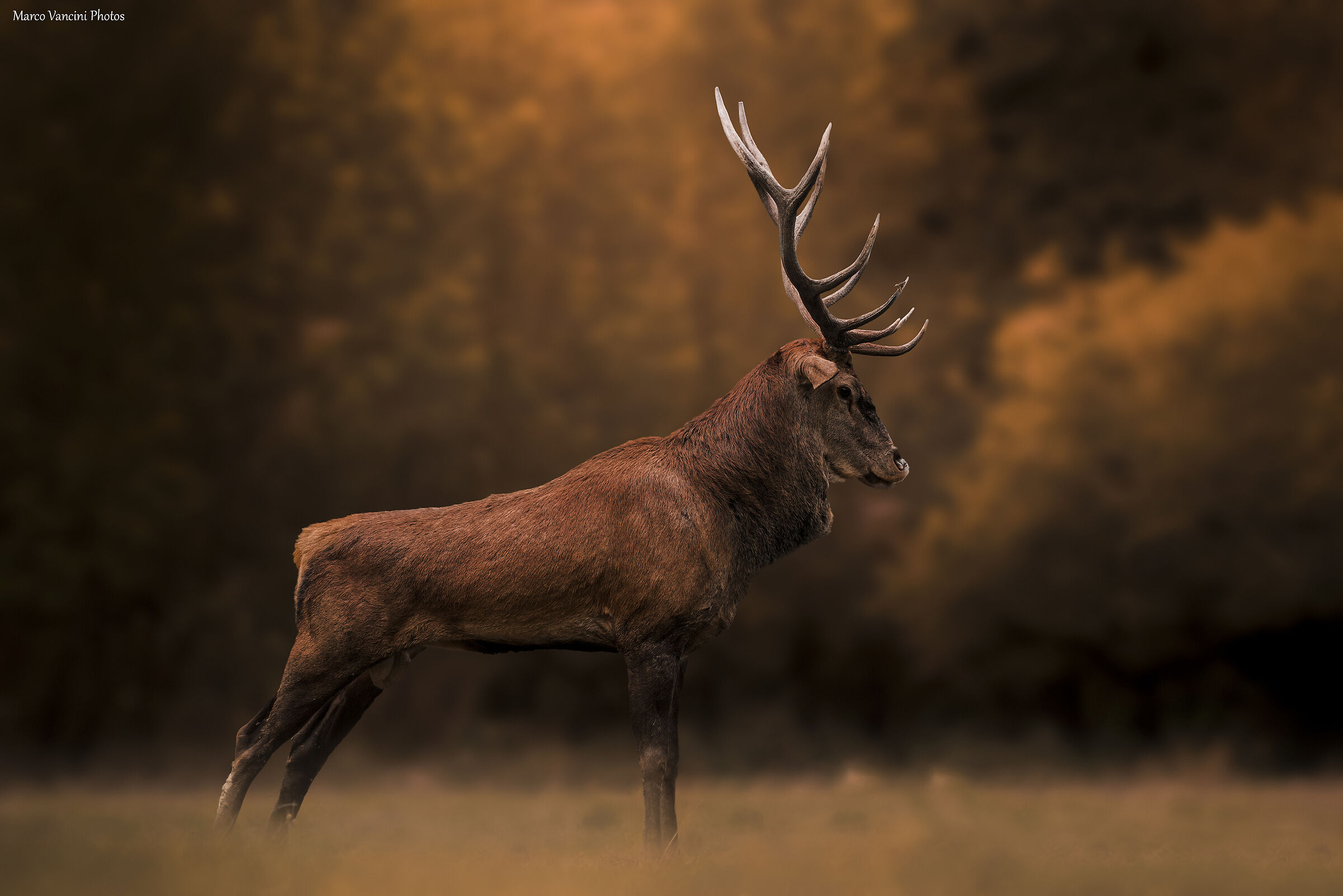 The elegance of the deer