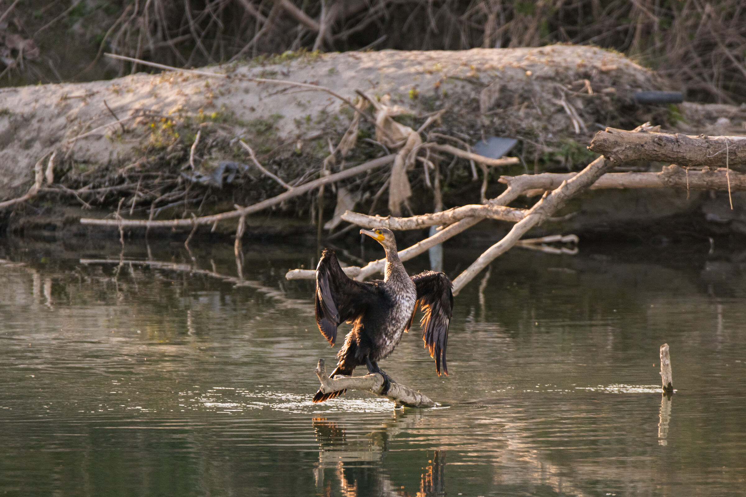 Common Cormorating