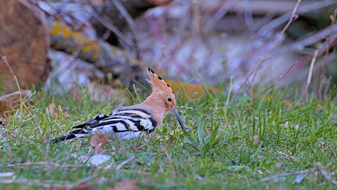 Hoopoe