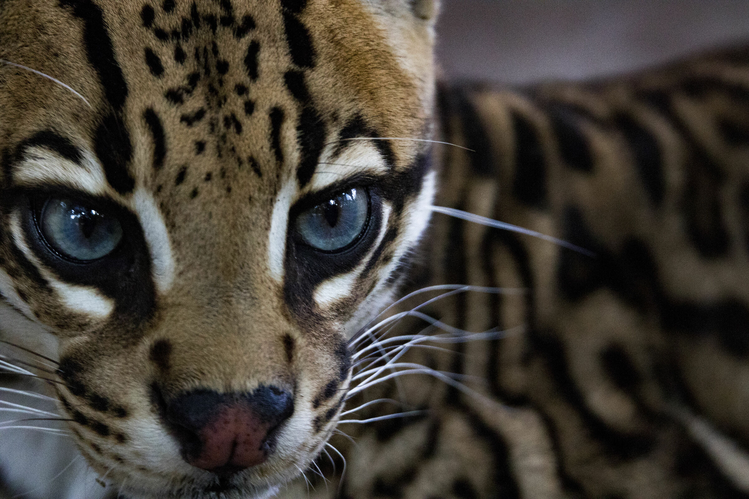 Ocelot